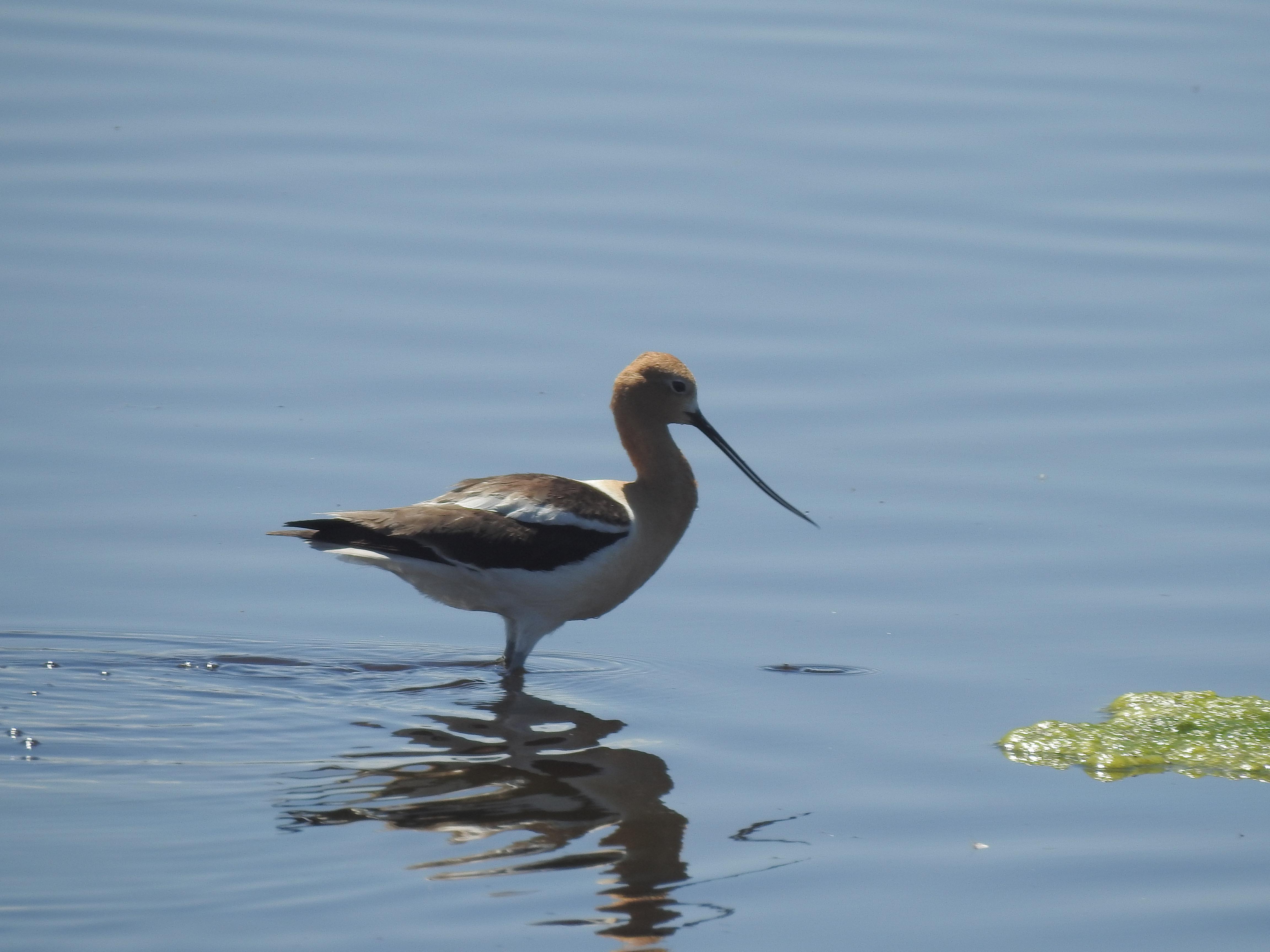 A wading bird seen at the bird San last July near Monte Vista, Colorado. r/whatsthisbird