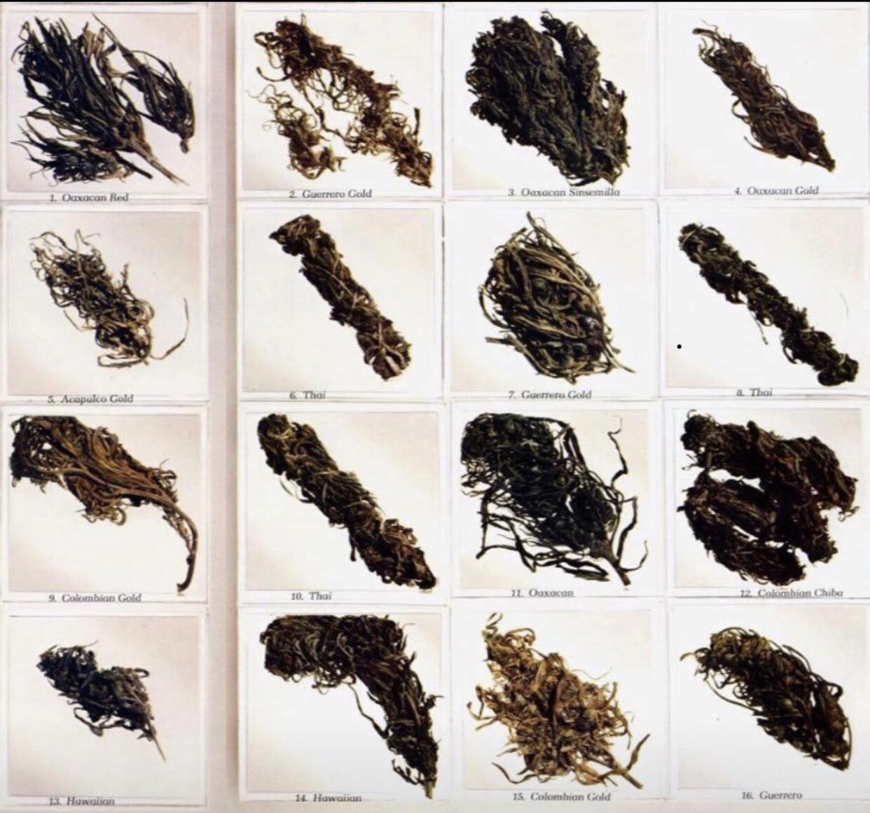 The cannabis our parents smoked. High times magazines top strains 1977