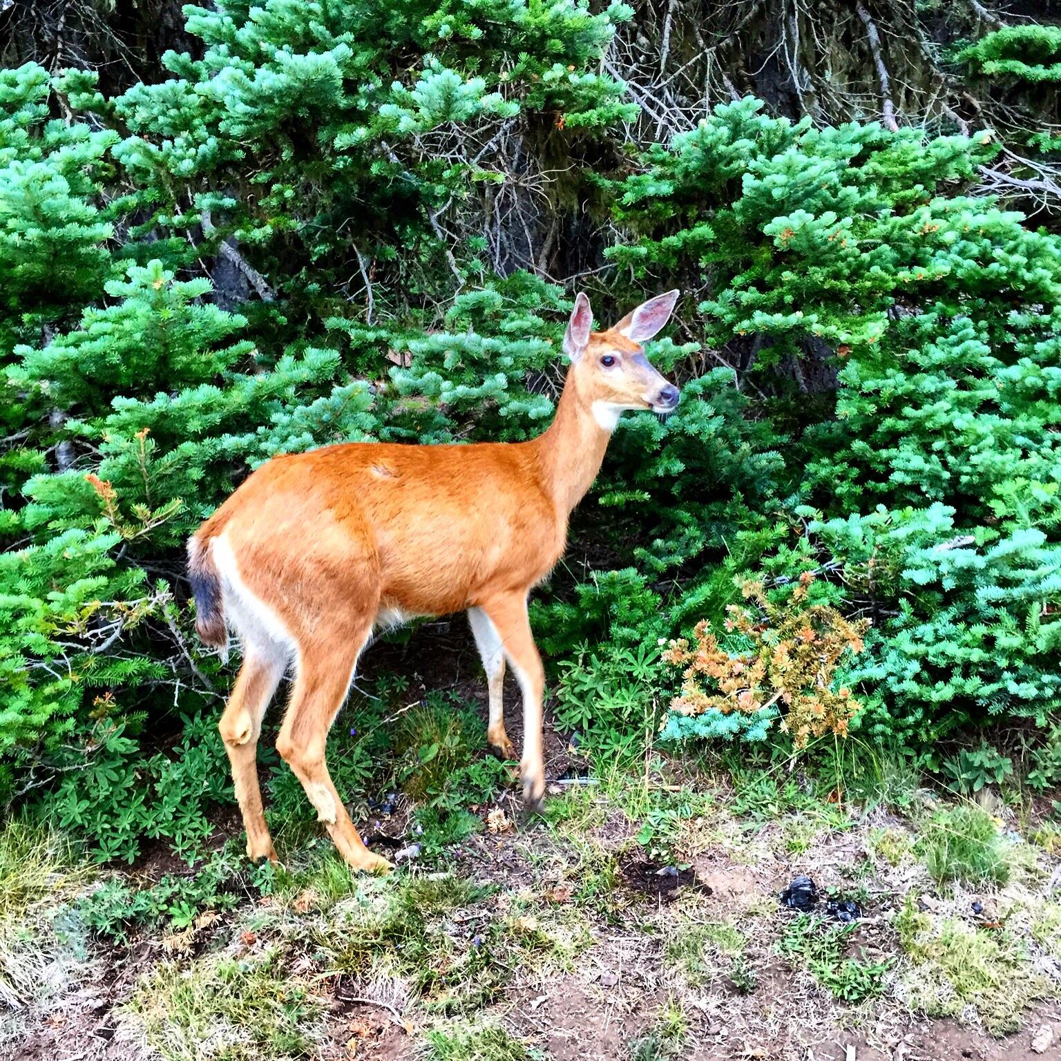 Deer Park, WA r/camping