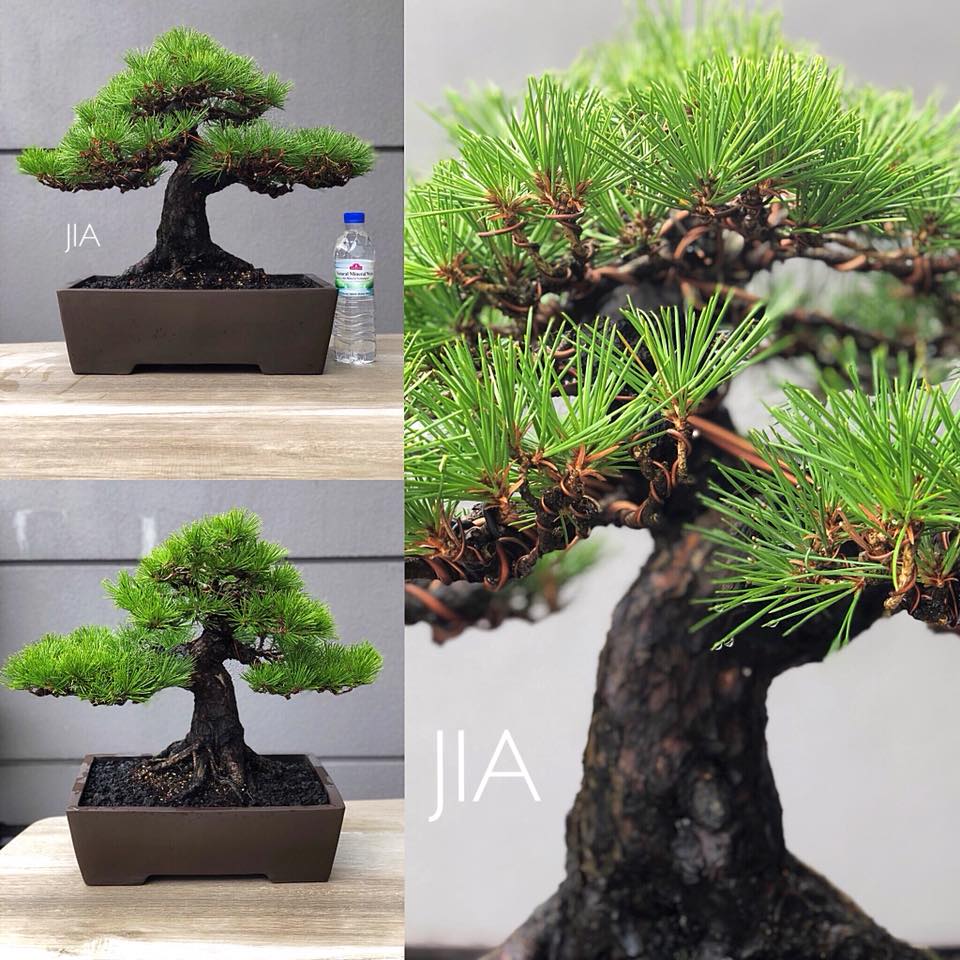 Beautiful Black Pine by Mr Kiyoshi Hiramatsu r/Bonsai