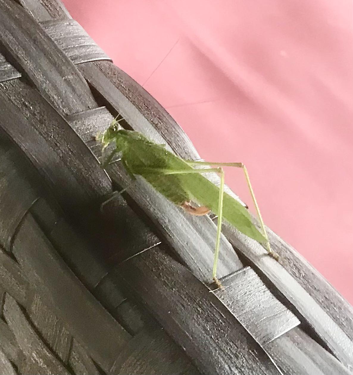 I found a nicely sized, neat, green cricket on my porch yesterday. r
