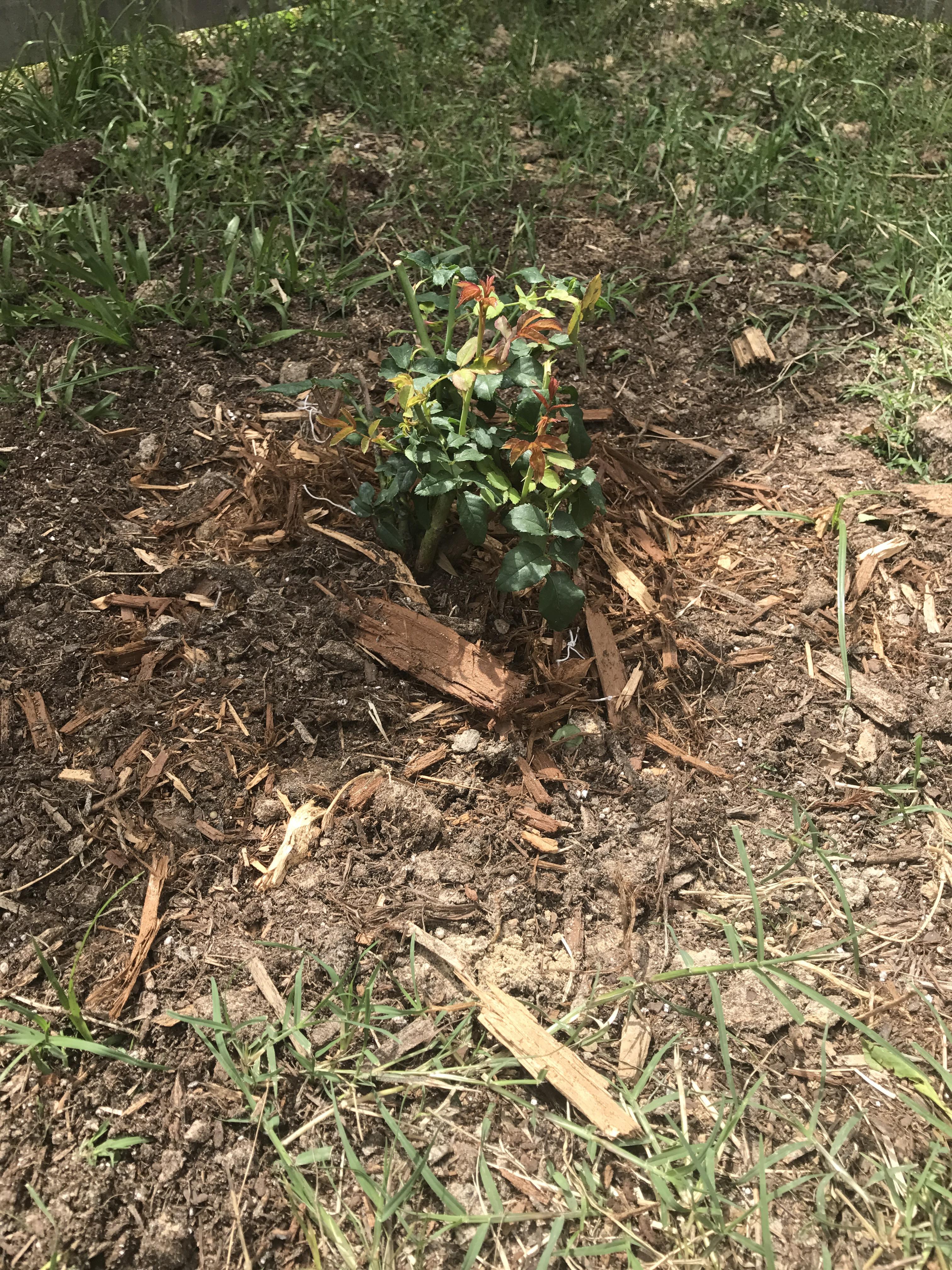 624 best r/roses images on Pholder Why are my roses turning brown?