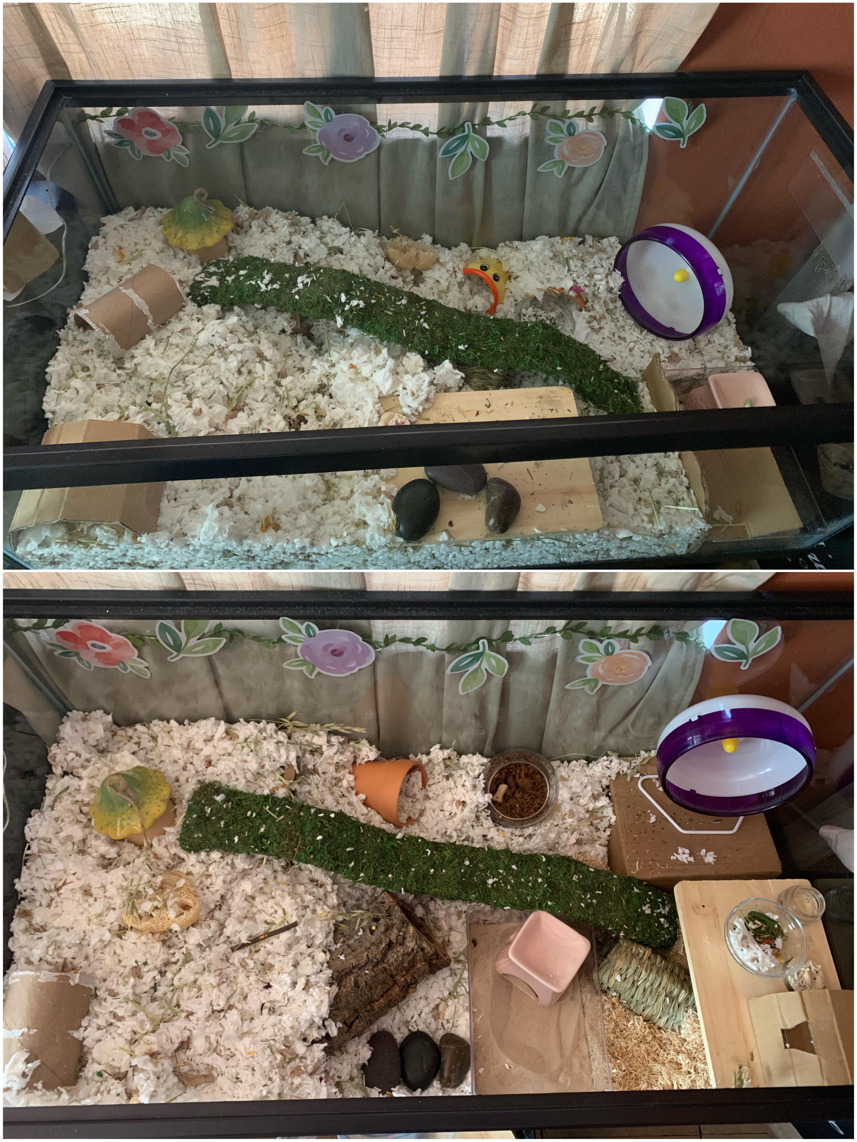 tidied & added some aspen for first time! r/hamsters