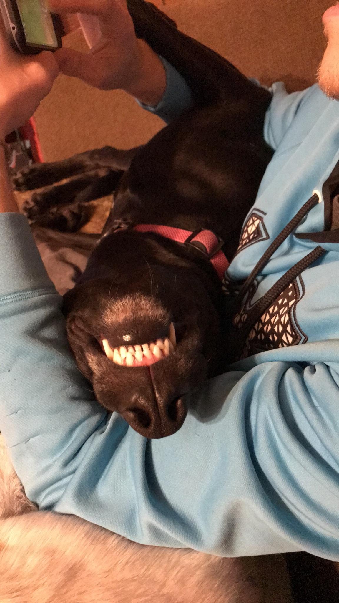 This is one of her favorite snuggle positions r/rarepuppers