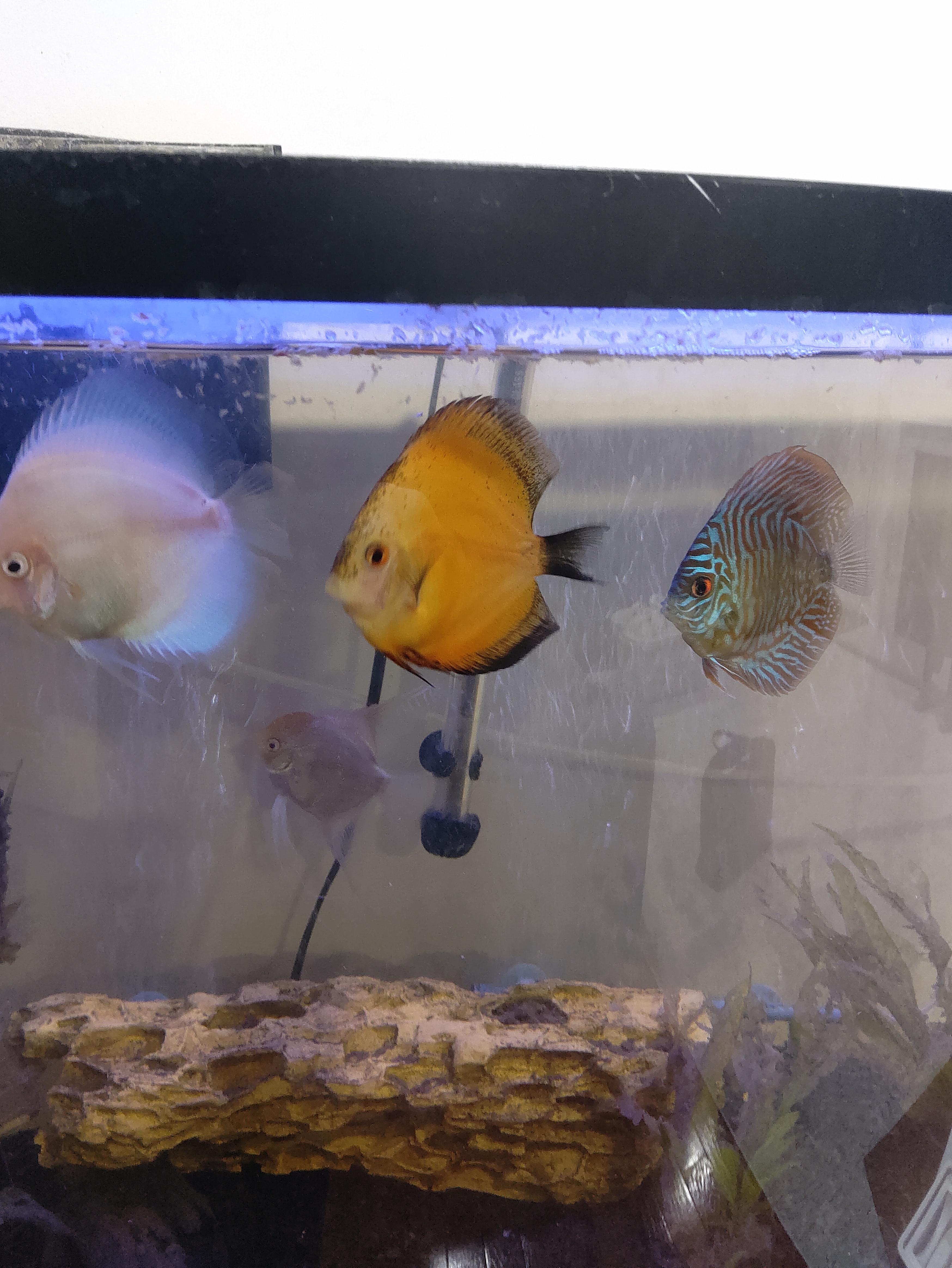 In a 45 gallon but will transition to 75 r/discus