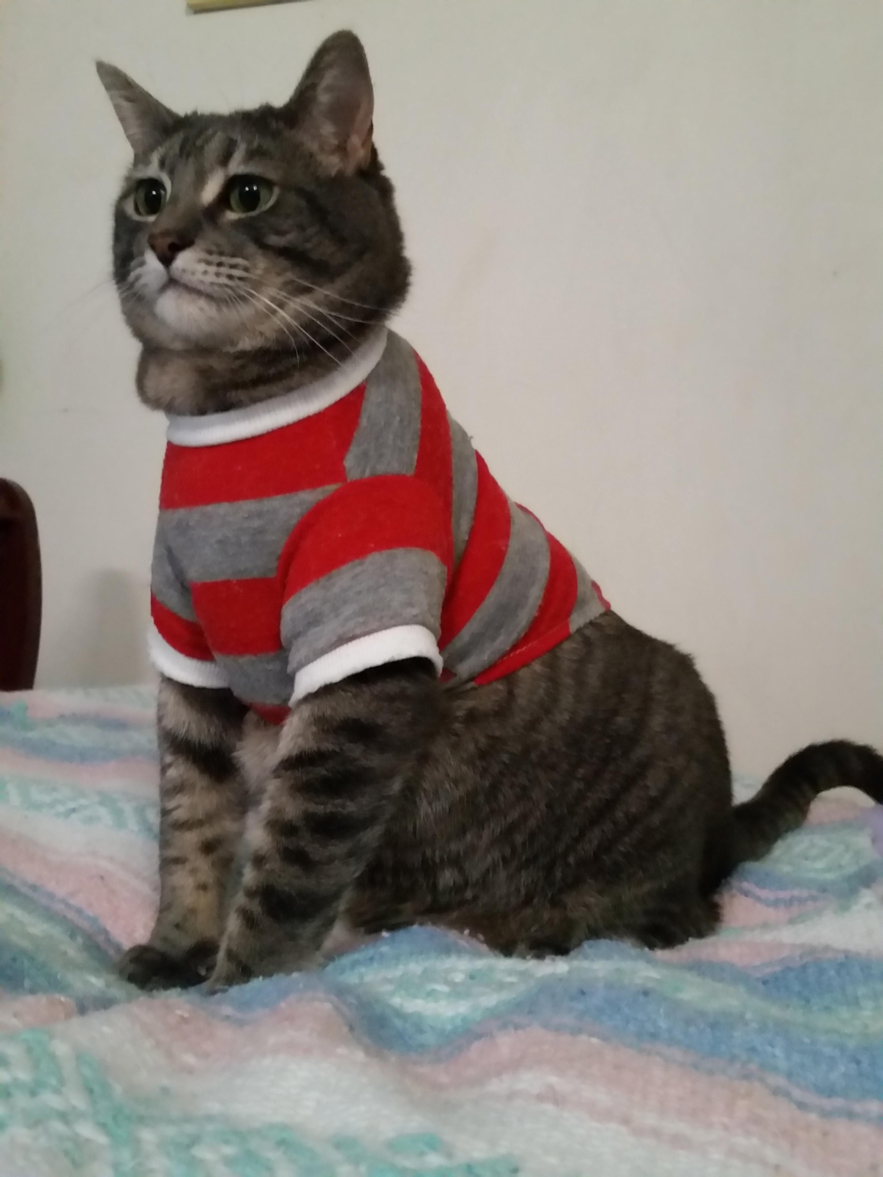 Aiko fat cat in a little shirt r/Delightfullychubby