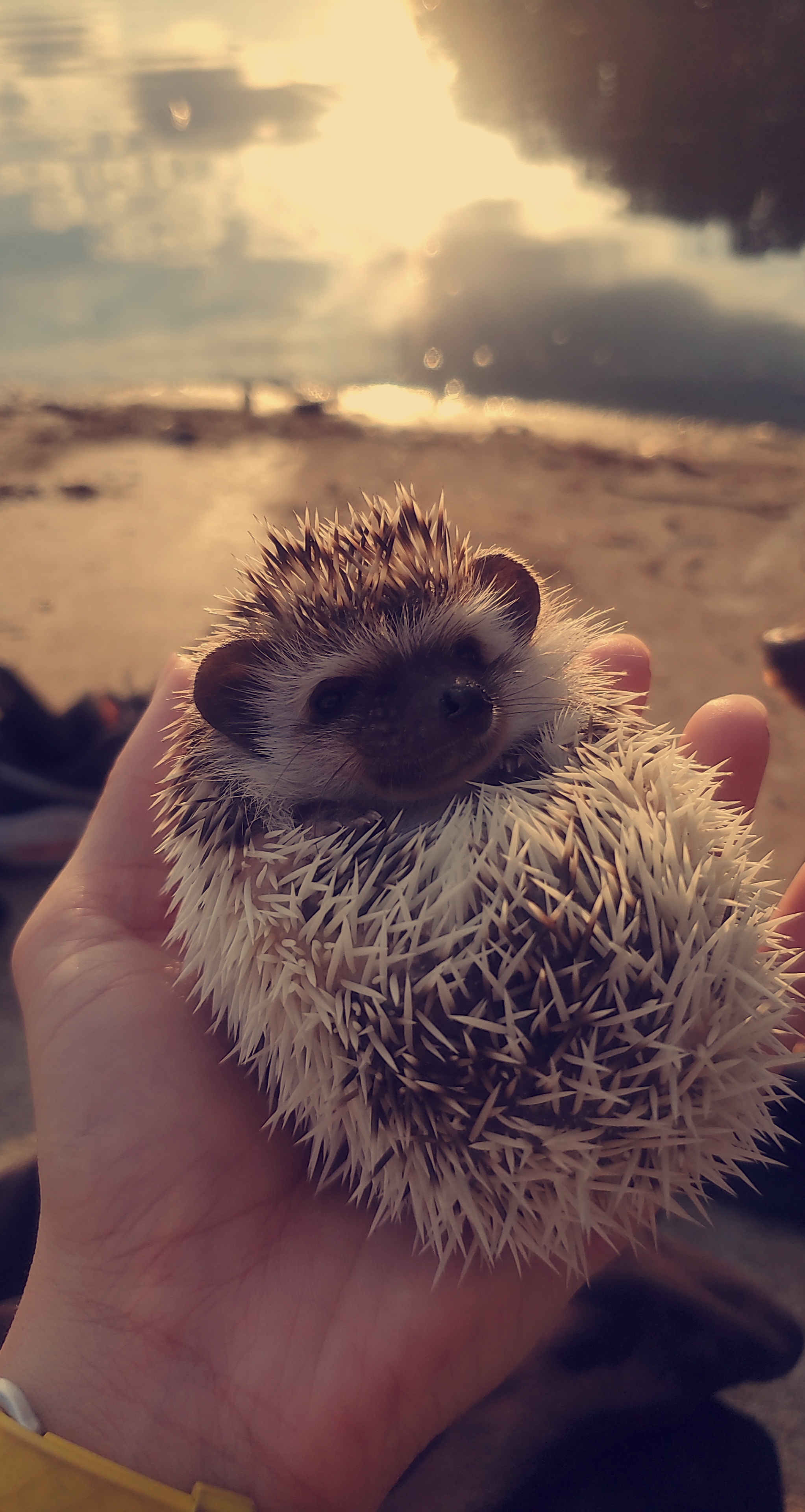 Took my hedgehog to the lake today r/aww