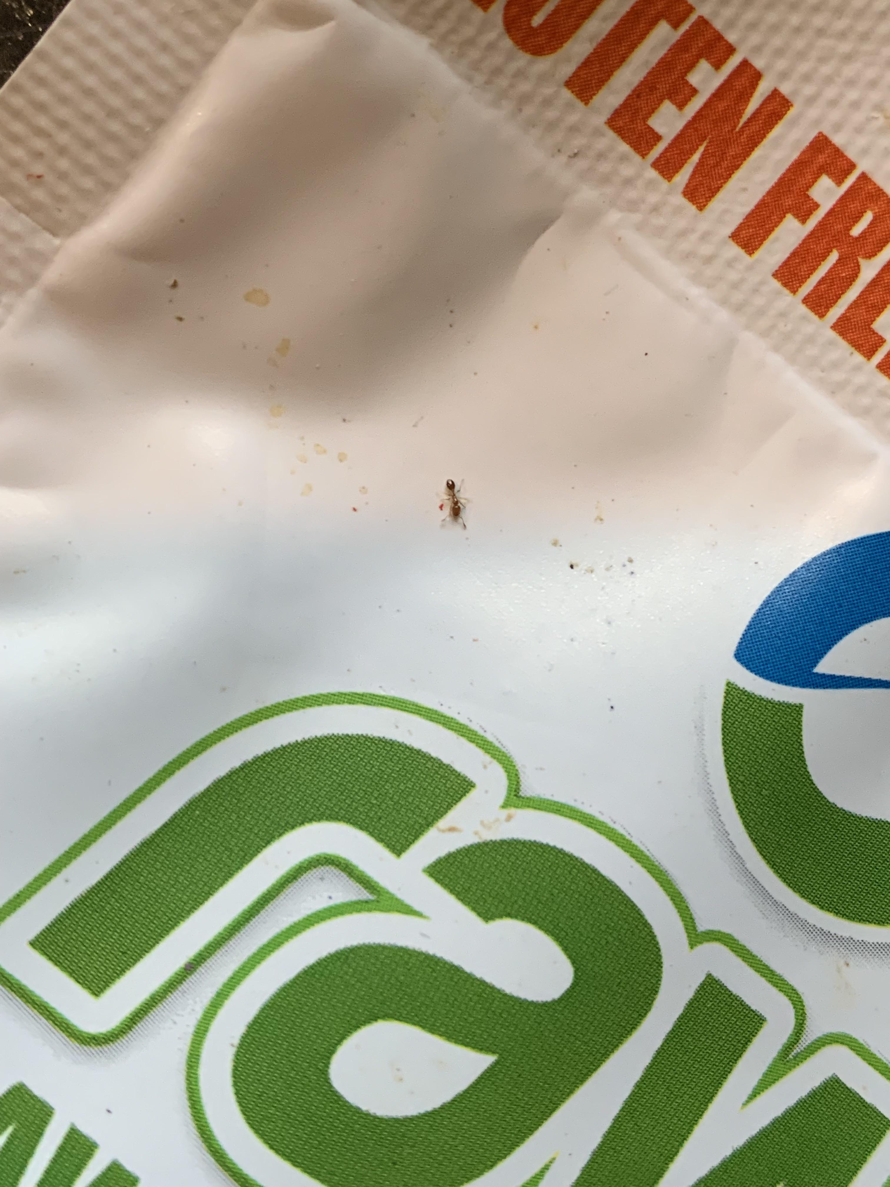 Does anyone know what to use to get rid of these ants I’ve found around