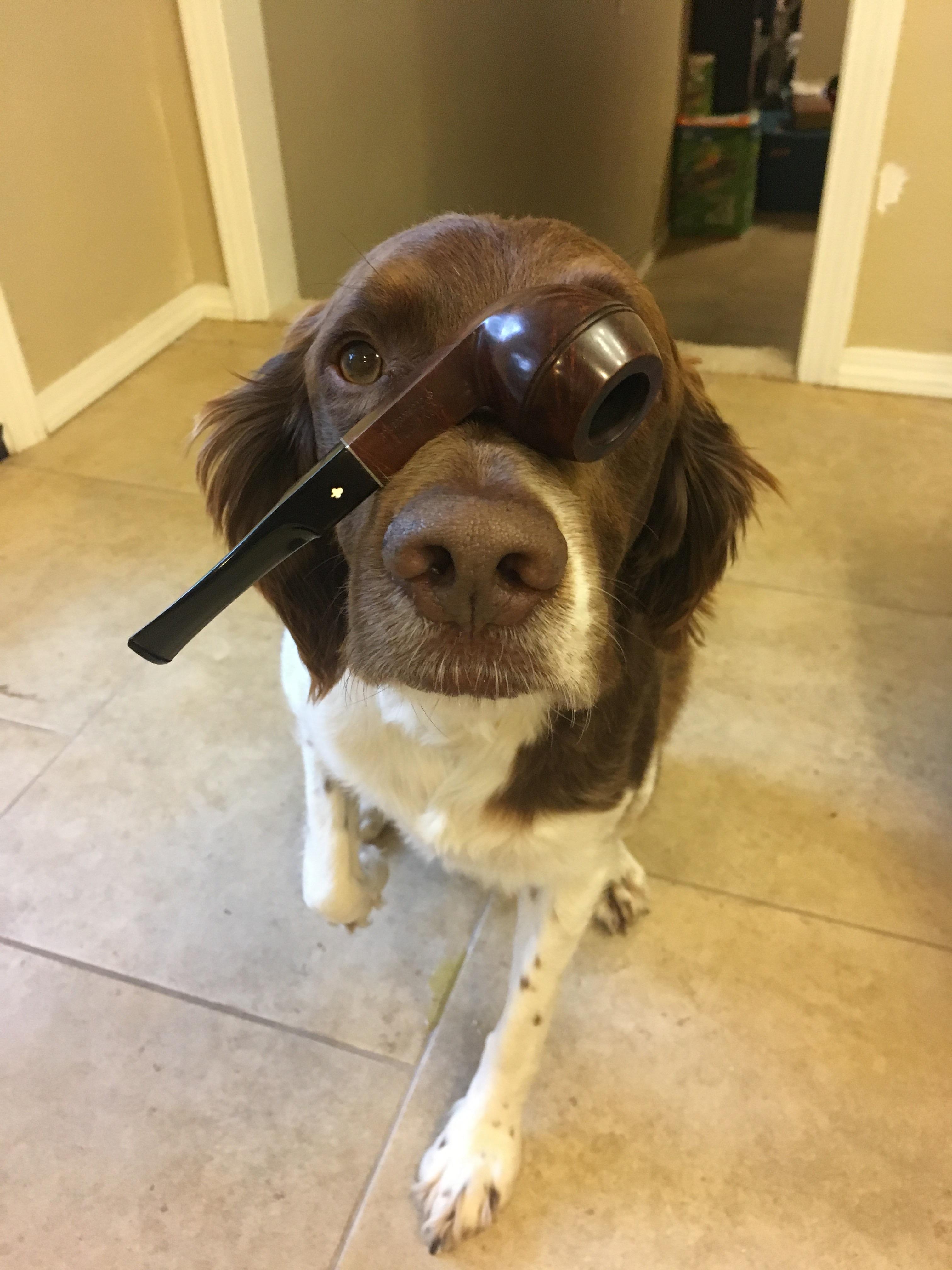 How to Prevent Your Dog from Eating Briar r/PipeTobacco