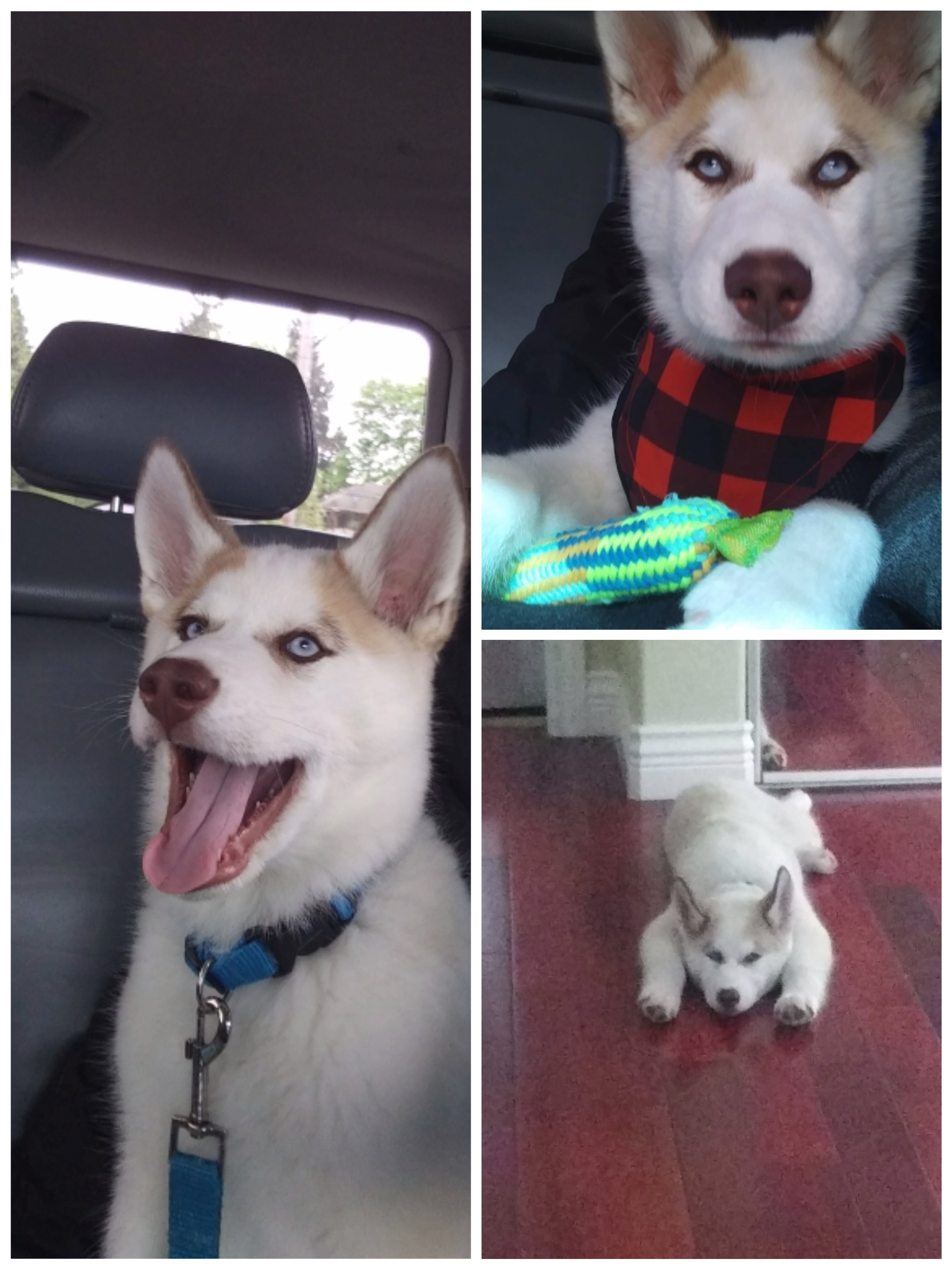 We recently got our husky puppy and the breeder said he was a purebred