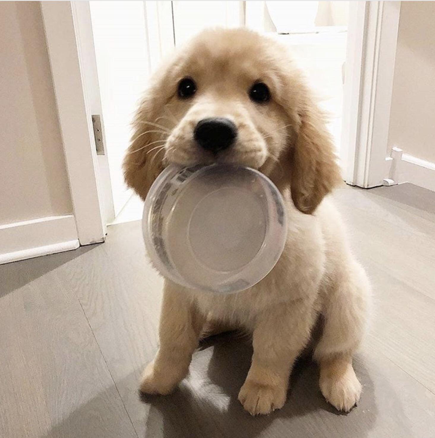 Little pup is ready for second breakfast! : r/aww