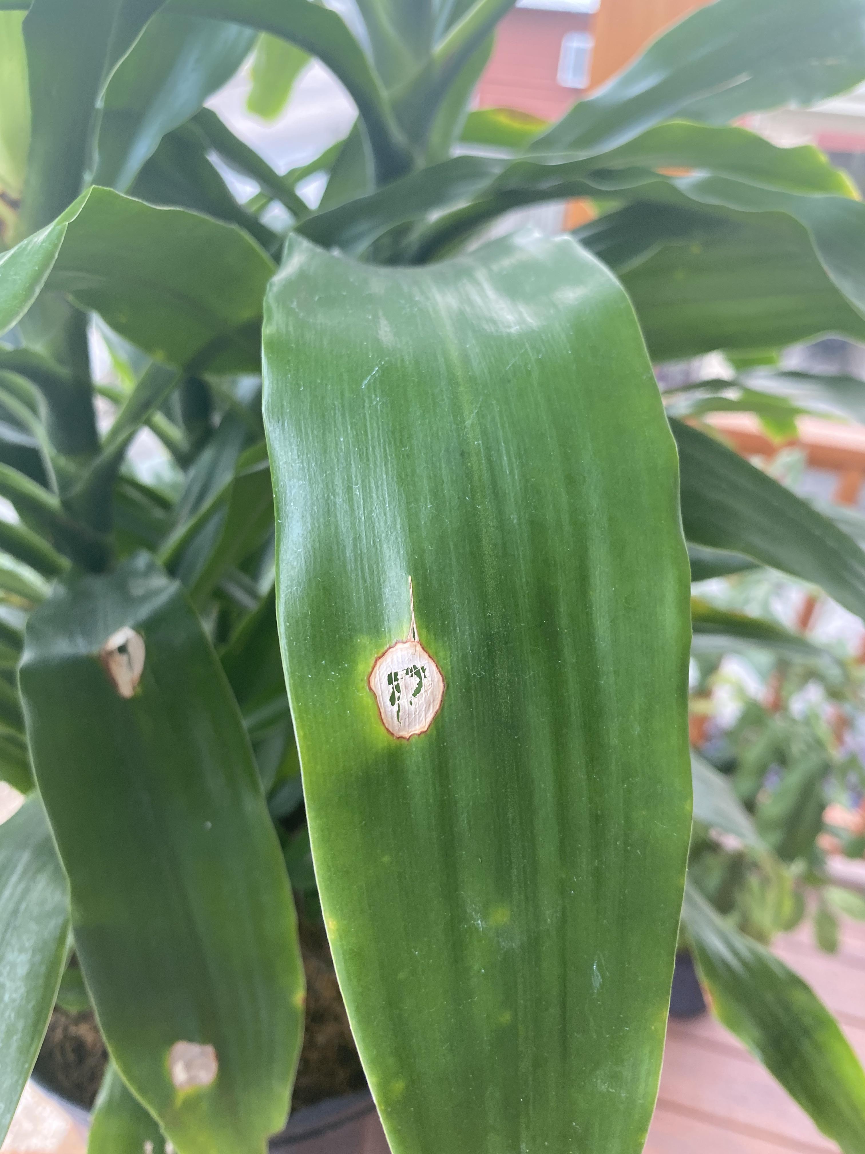 Dracaena Craig. Been in quarantine for a week. What's going on