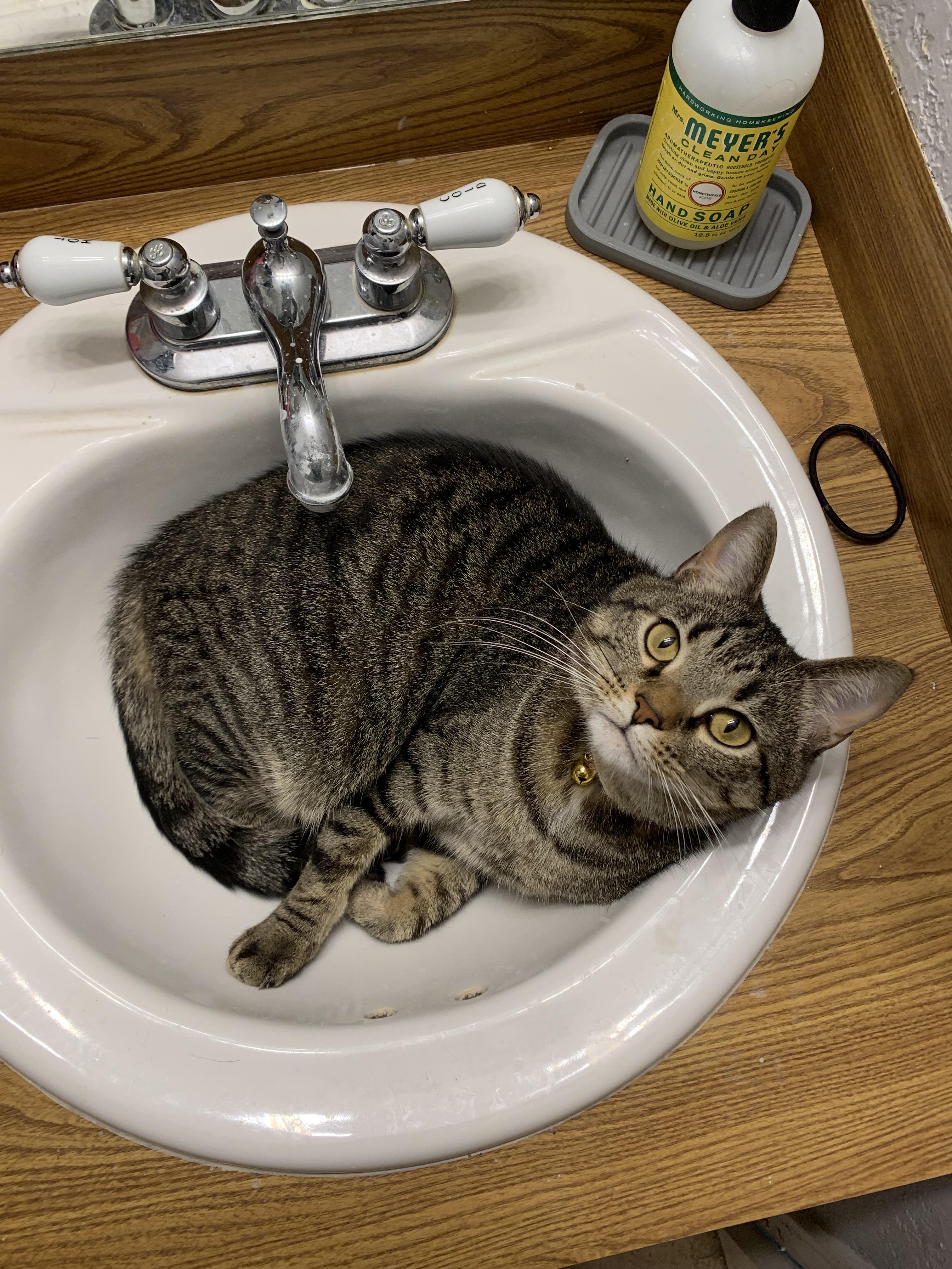 Please, just let me brush my teeth r/catsareliquid