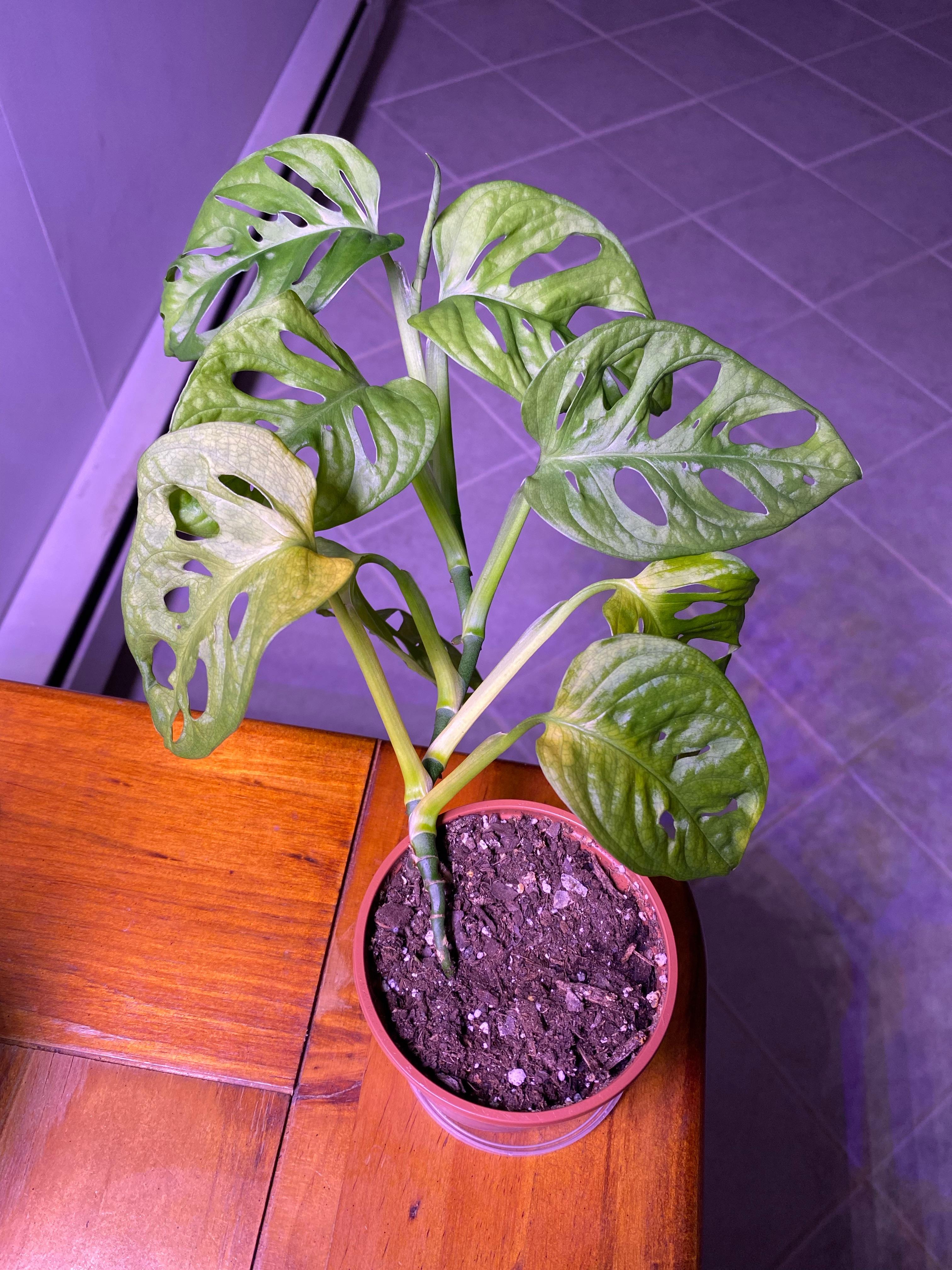 Swiss Cheese Plant Bottom Leaves Yellowing ( r/plantclinic