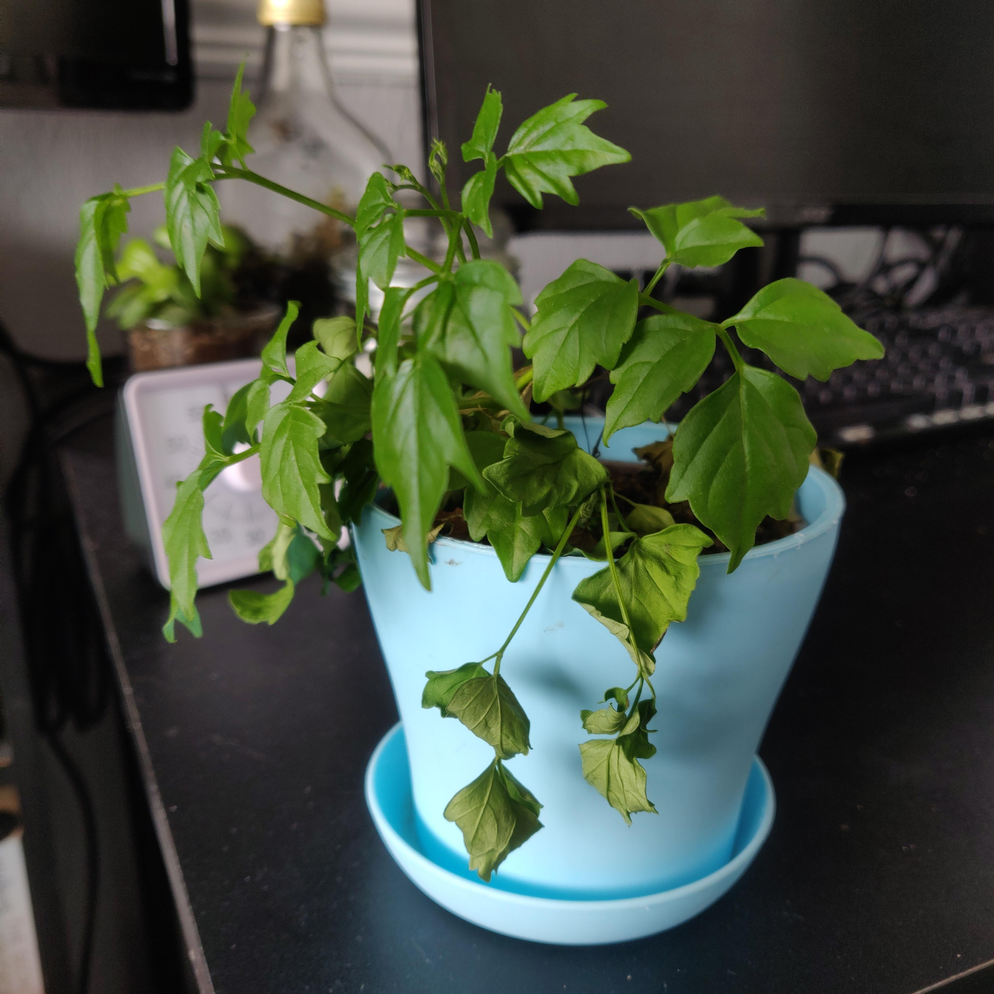 Why is my English Ivy wilting? It's getting enough water and I've got