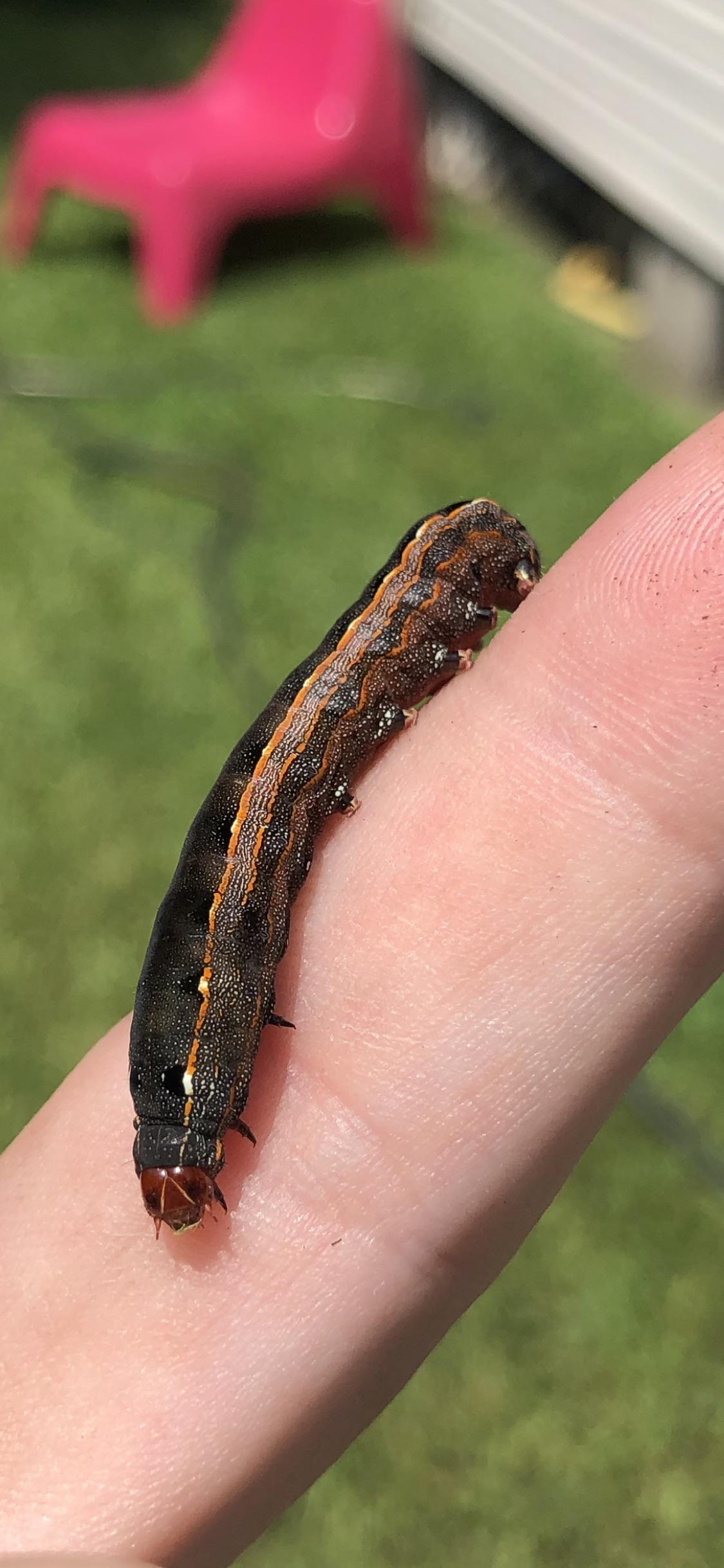 Caterpillar in Houston Texas. Half a finger long. Found it