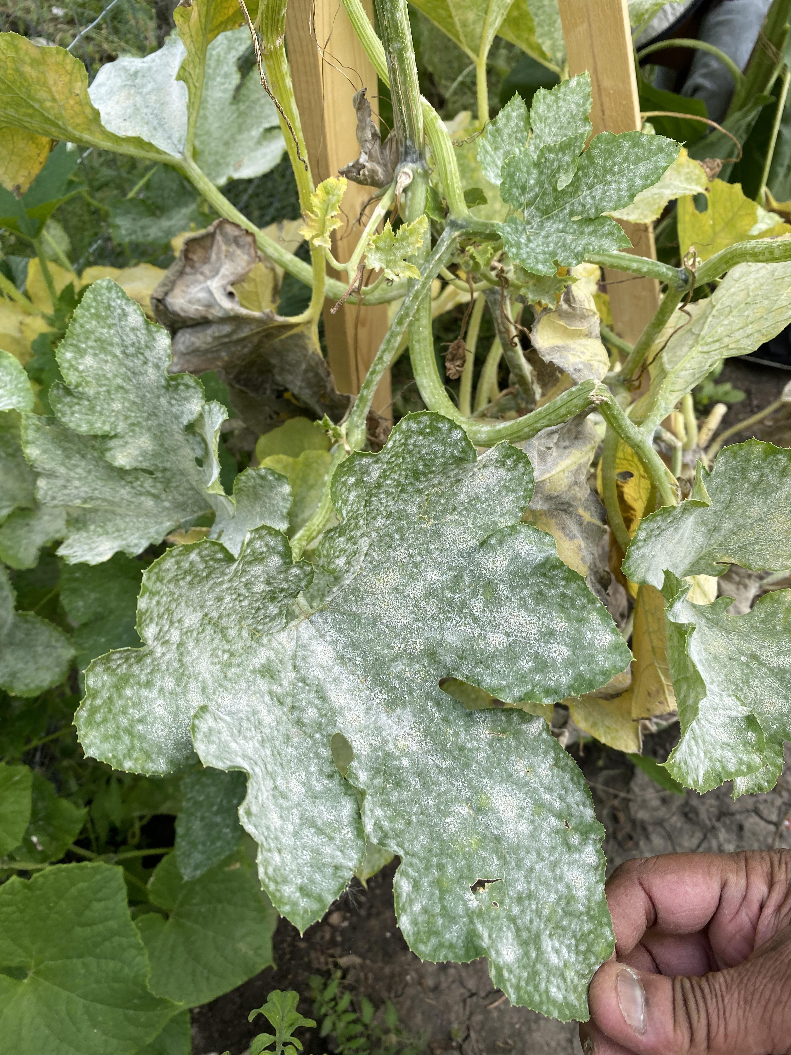 What is this white stuff on my pumpkin leaf? (And how do I get rid of