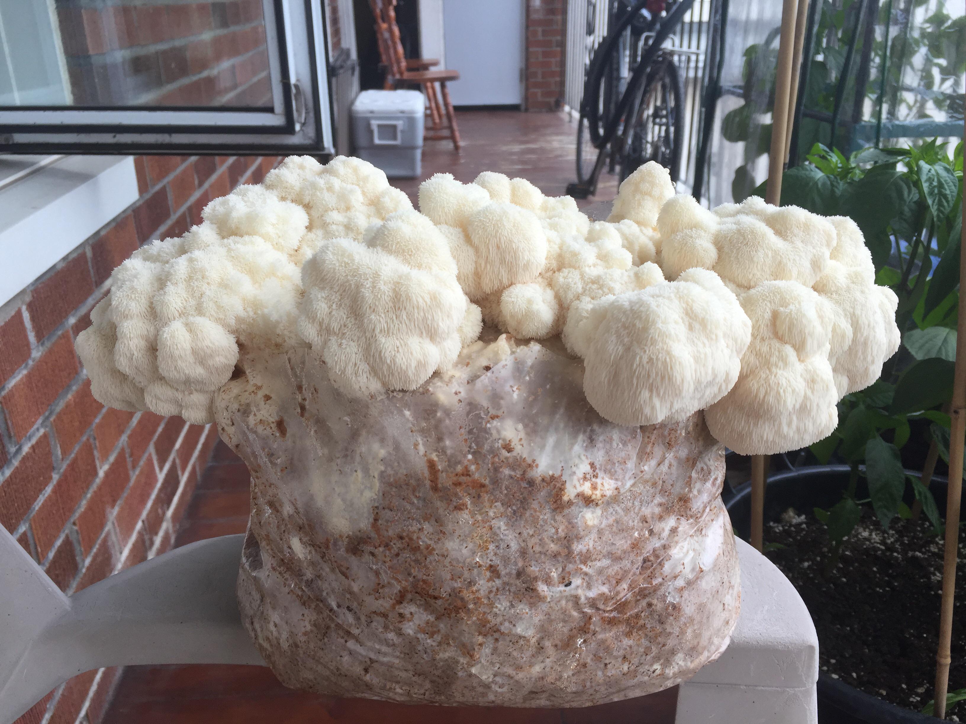 Had a funky bag of lions mane that wasn’t looking so hot. Decided to