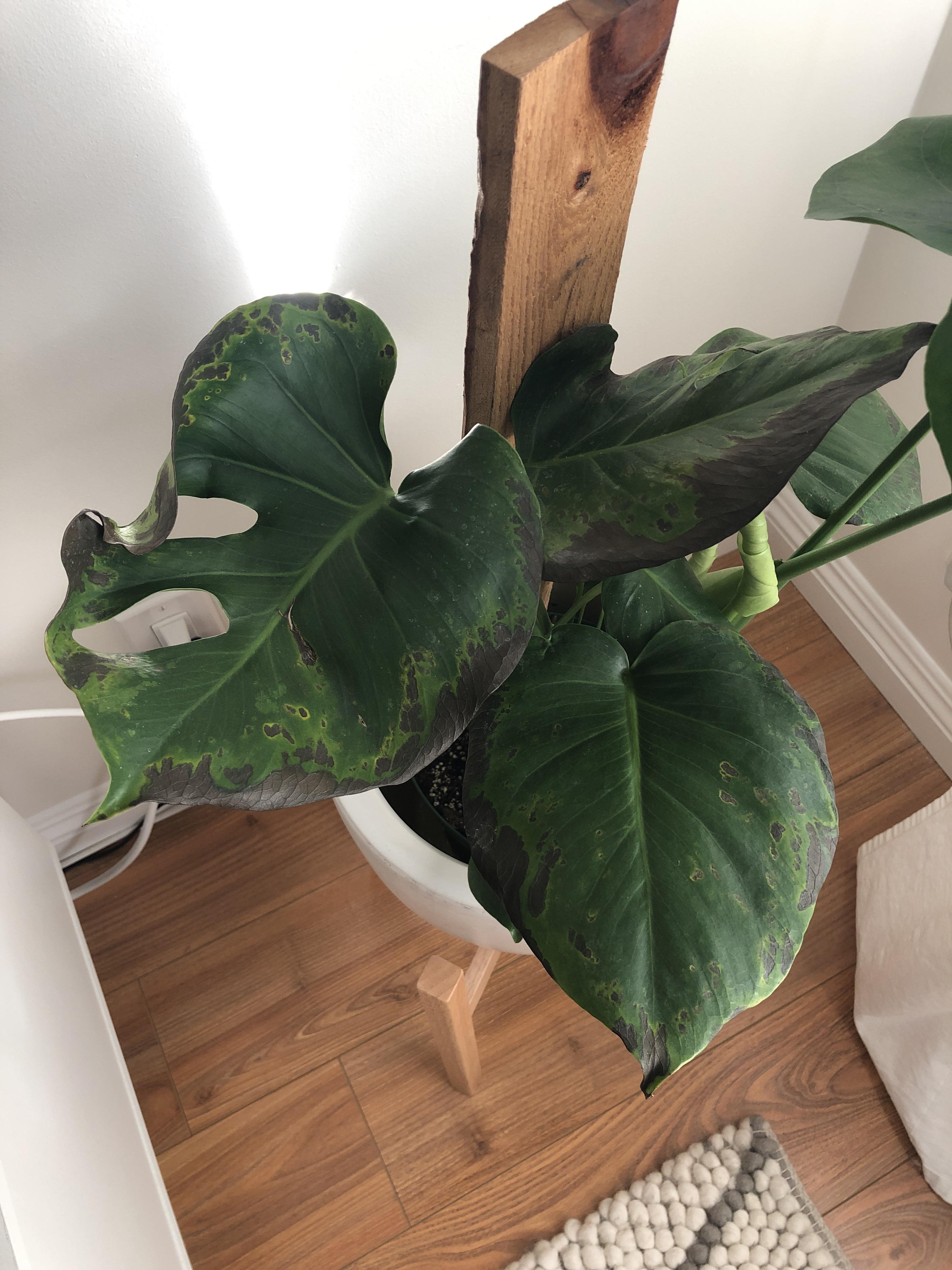 Browning leaves... help! Monstera Deliciosa I think? plantclinic