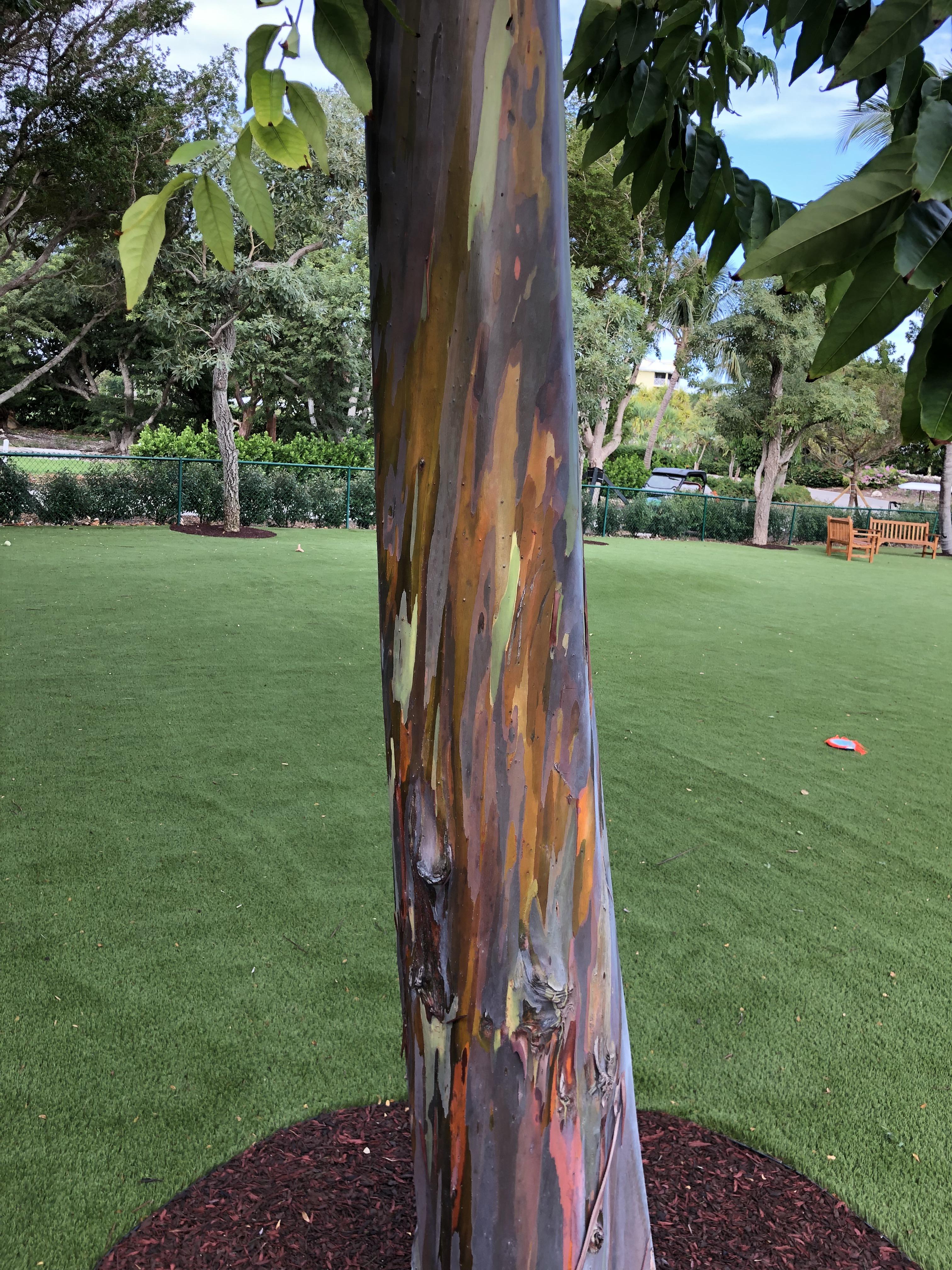 Rainbow Eucalyptus Tree Furniture