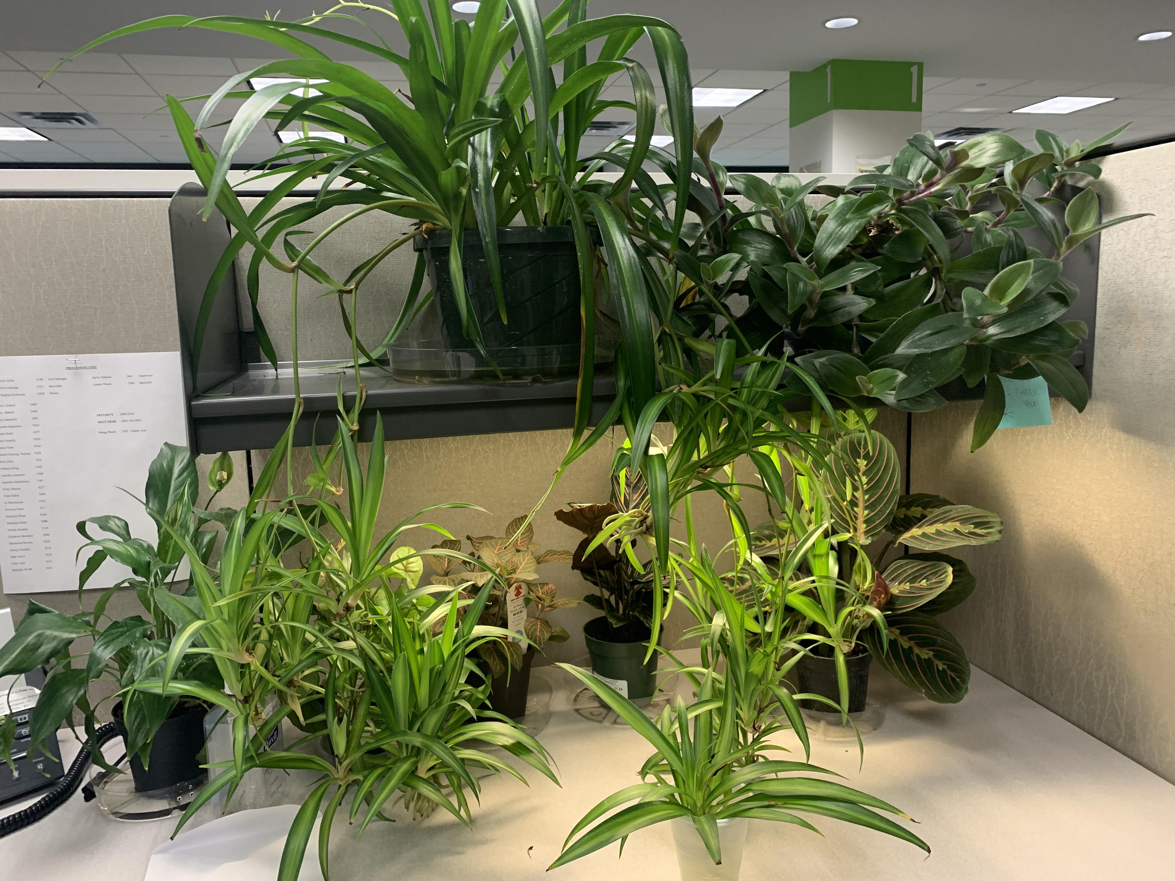 RIP to all my office plants. Work officially closed last night without