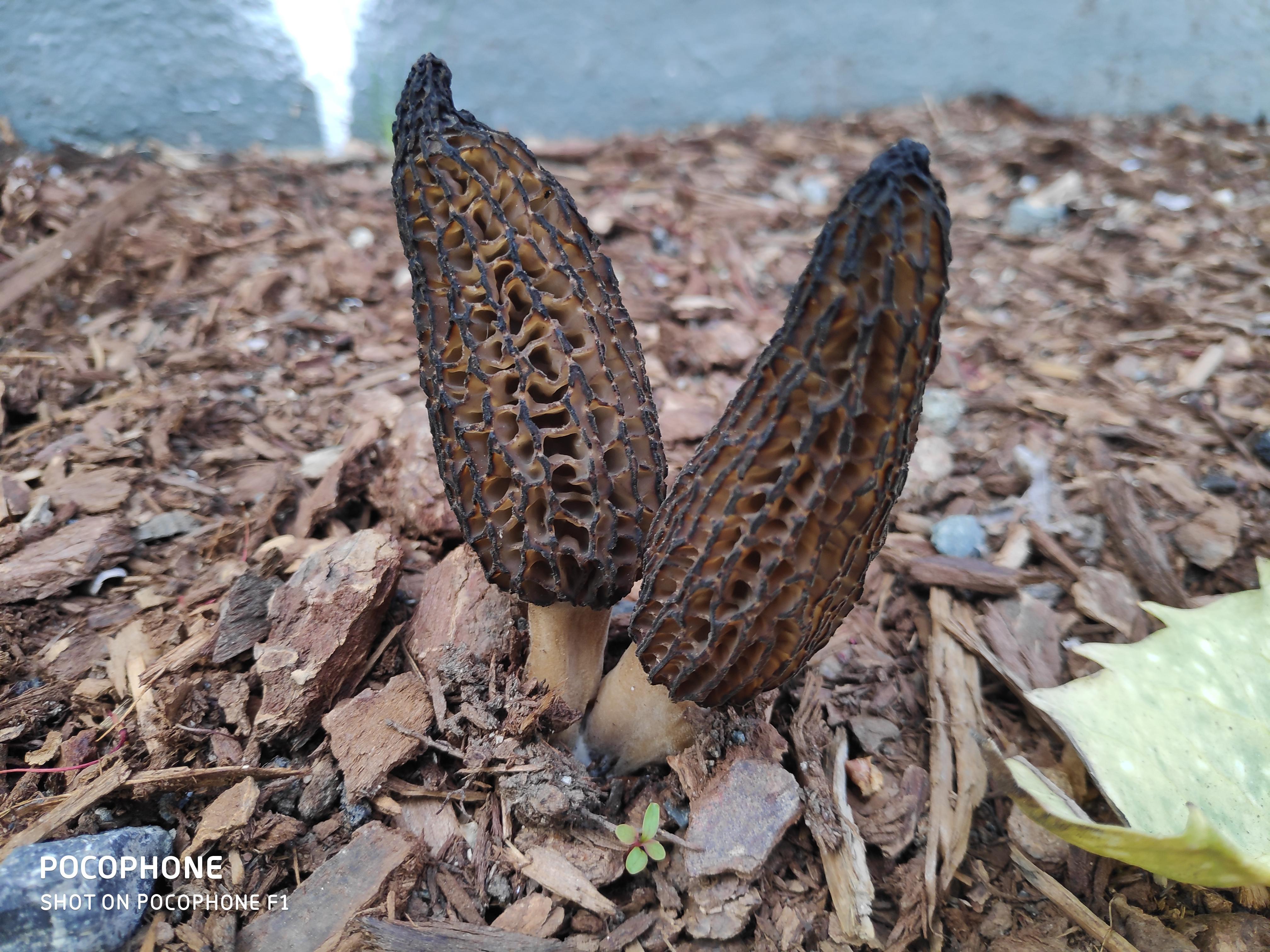 Morel or false morel? r/mycology