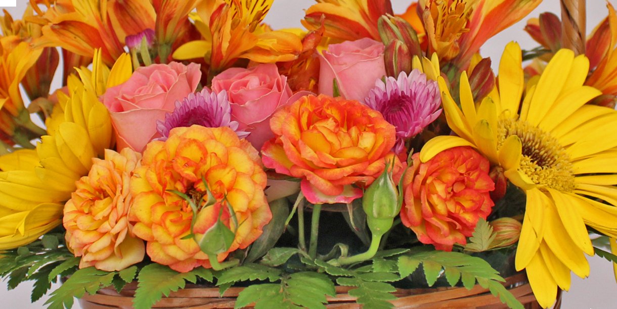 flowers r/BotanicalPorn