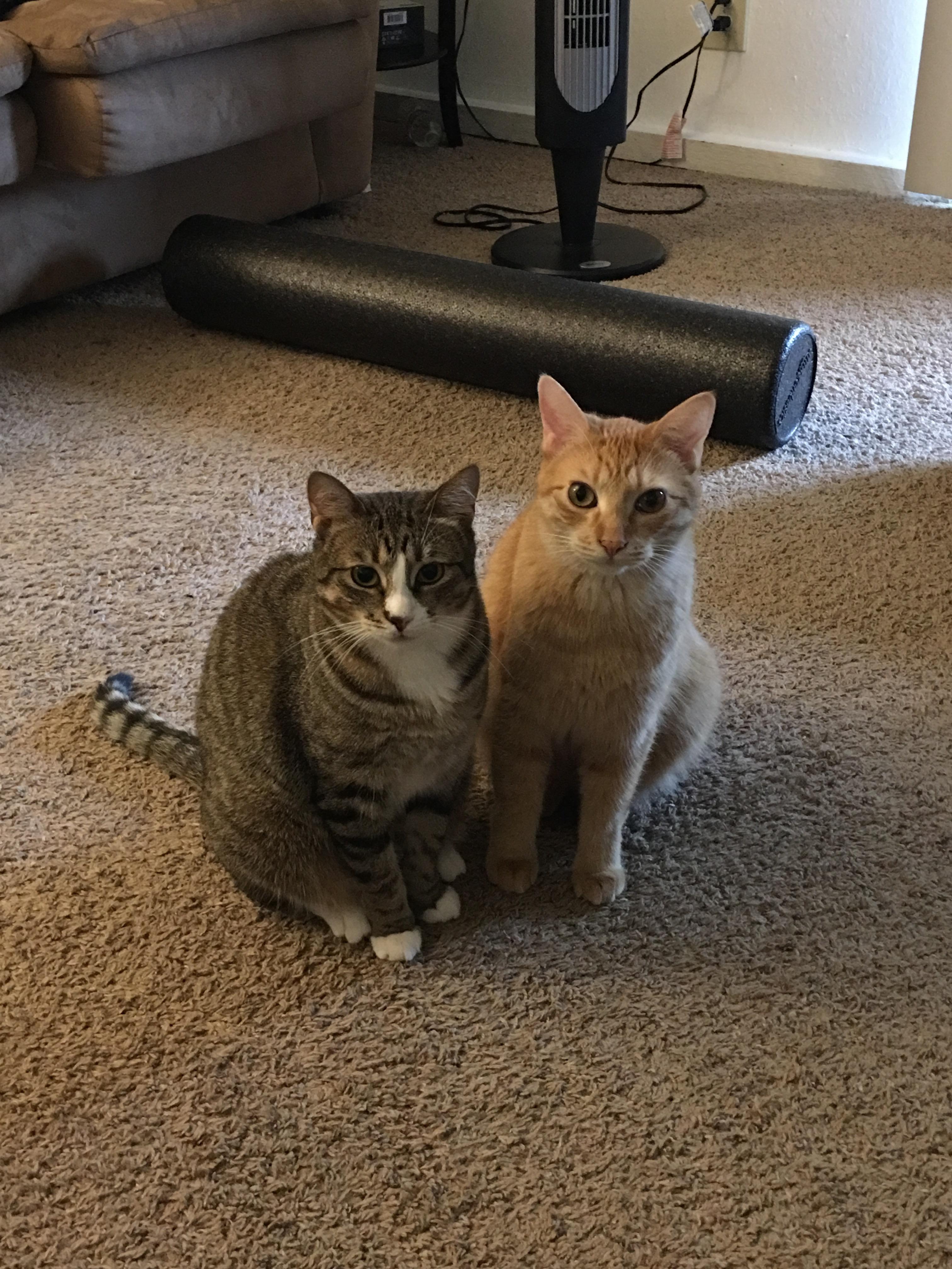 "We would like to talk to you about the lack of treats we've been getting..." r/cats