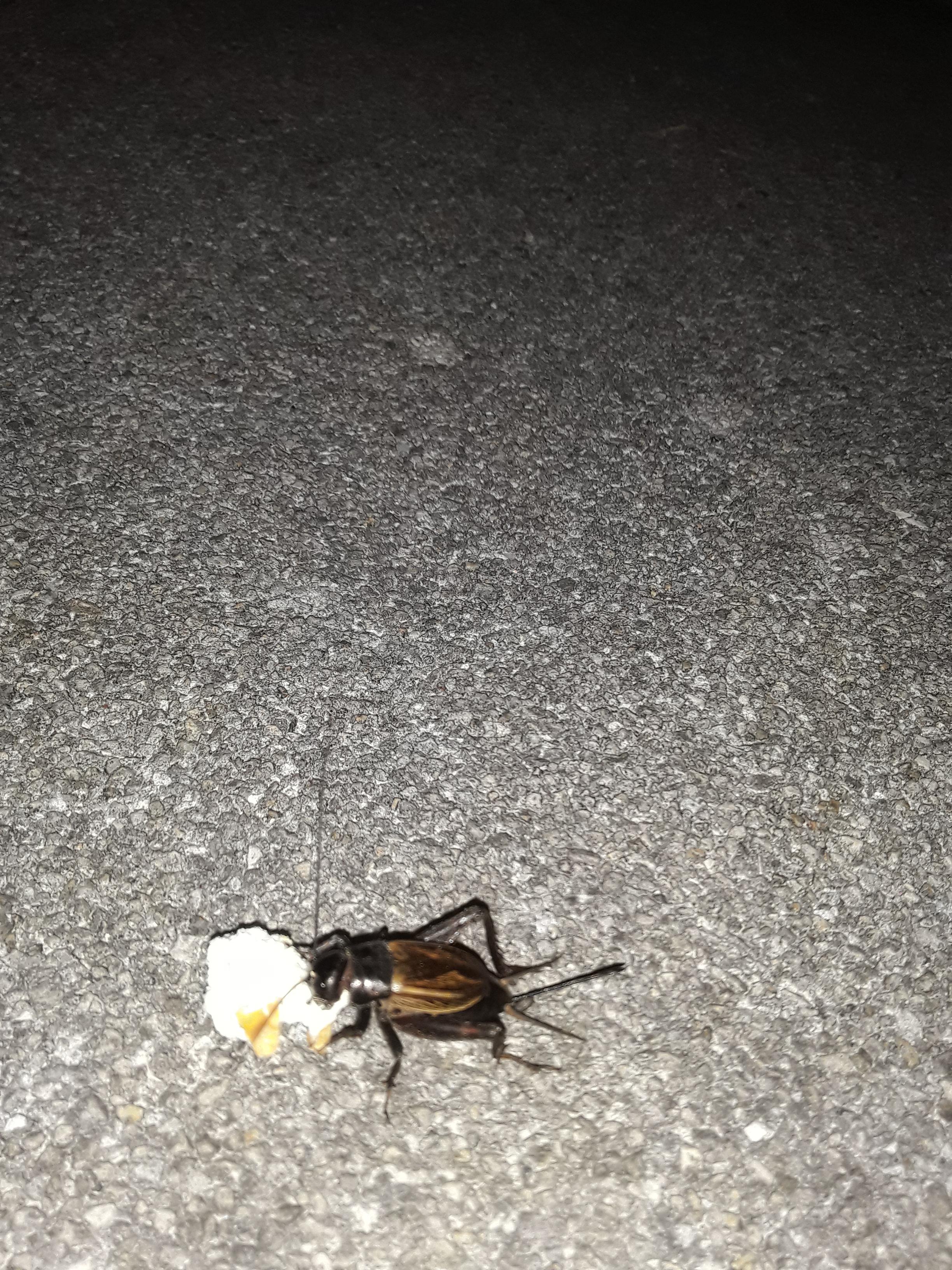 Crickets like popcorn. r/mildlyinteresting