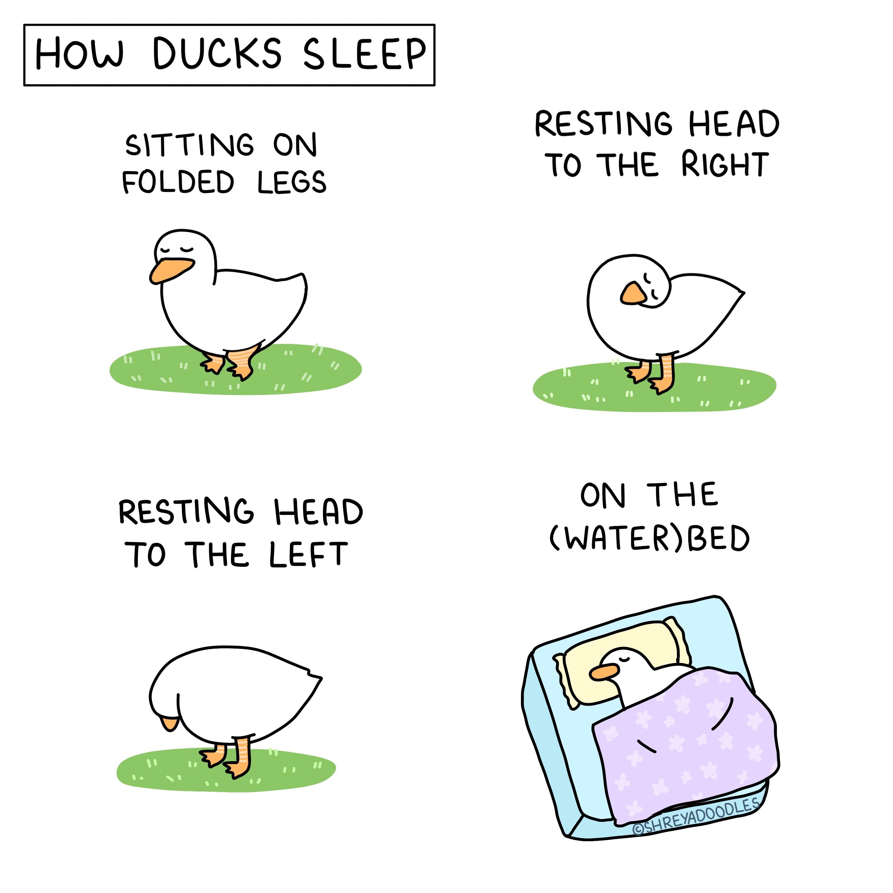 How ducks sleep (OC)