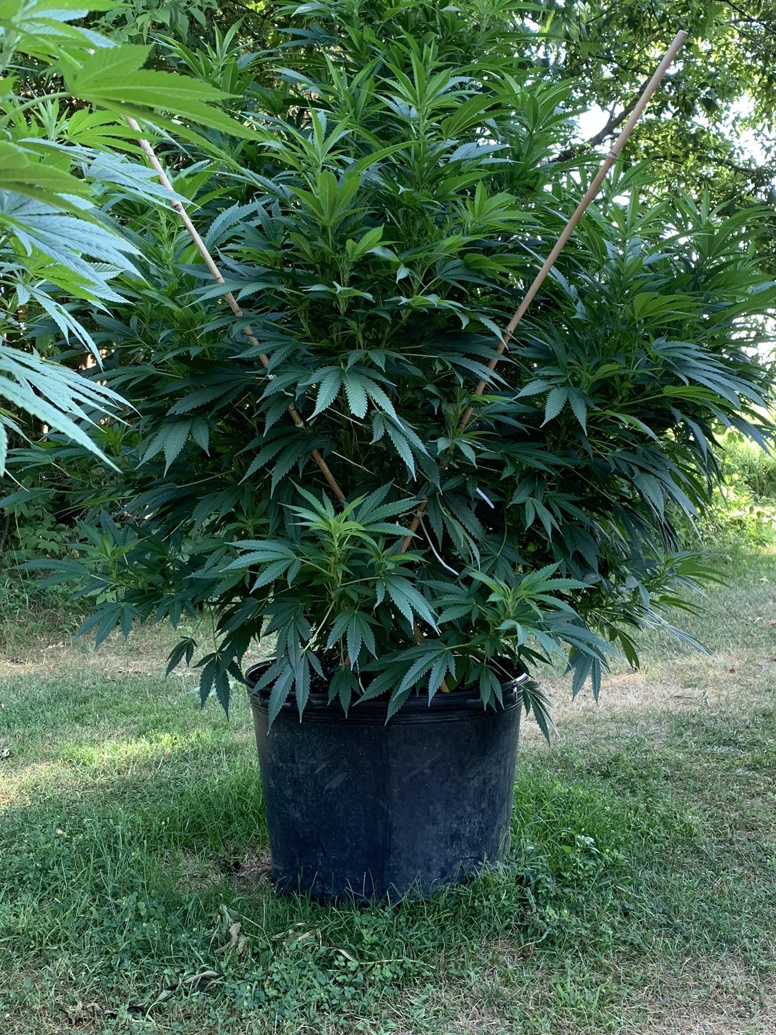 Almost mature female Cannabis plant BotanicalPorn