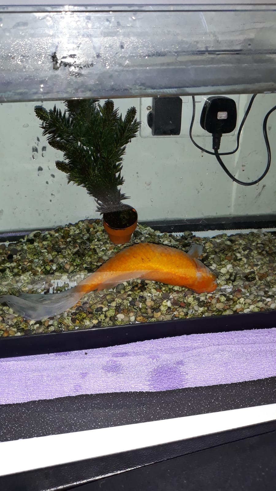 My goldfish died last night. He joined our family in 1996. He was a