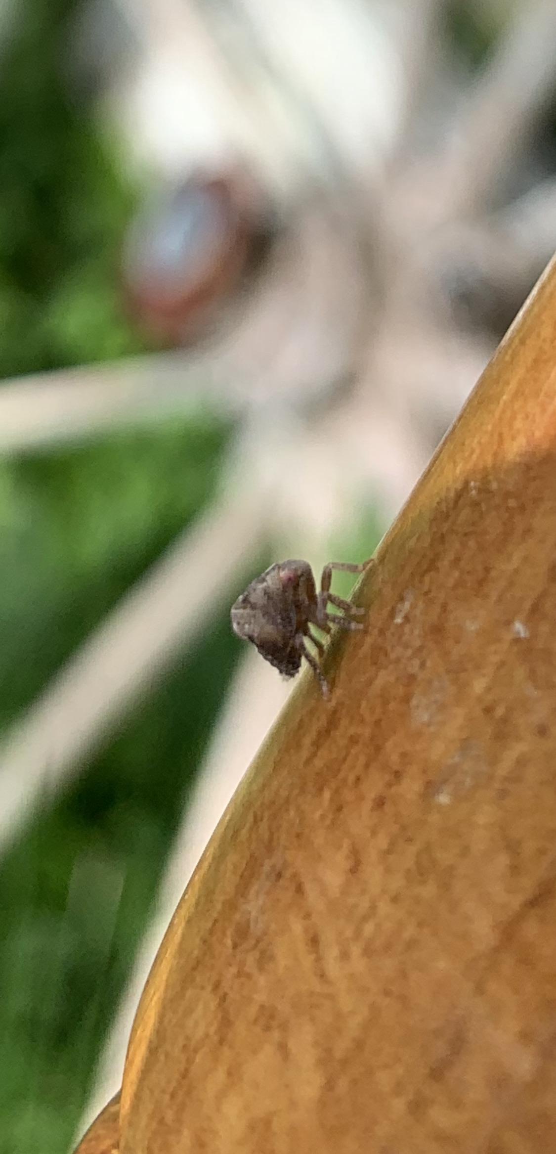 Round little bug hopping all over the place. About 1/2 the size of a