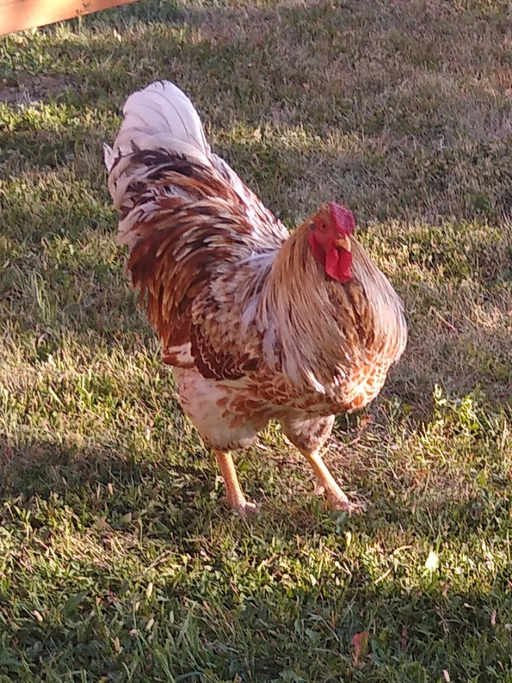 Hey Hey r/chickens