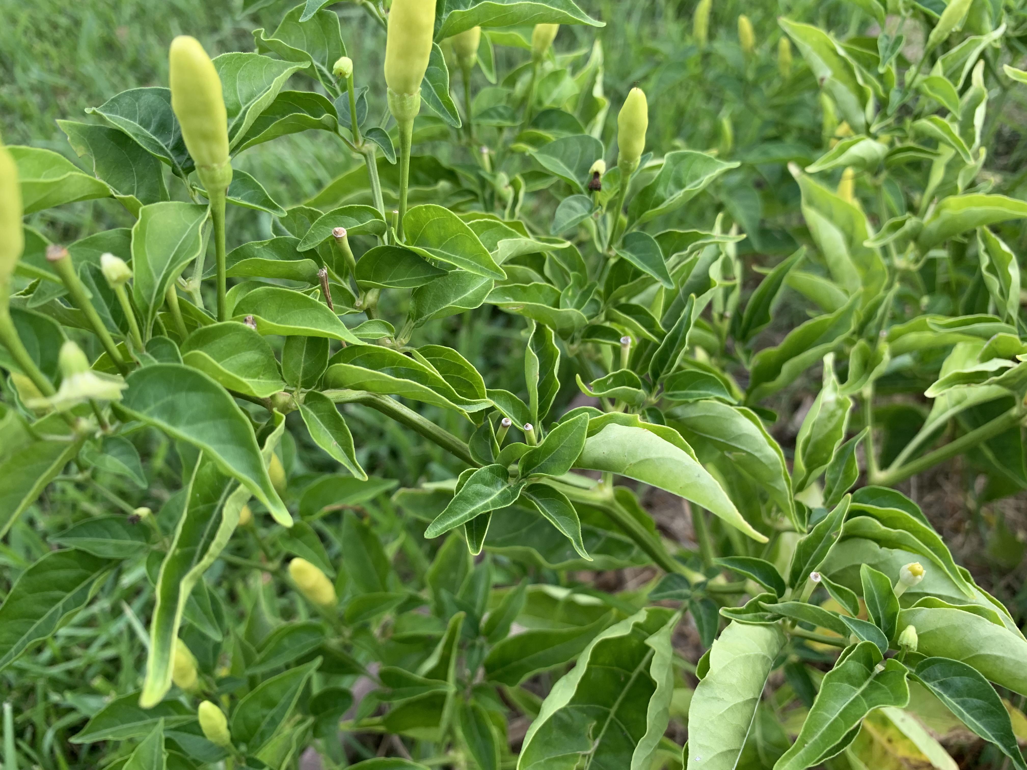 Anybody else having leaf curl on their pepper plants from the heat? Or