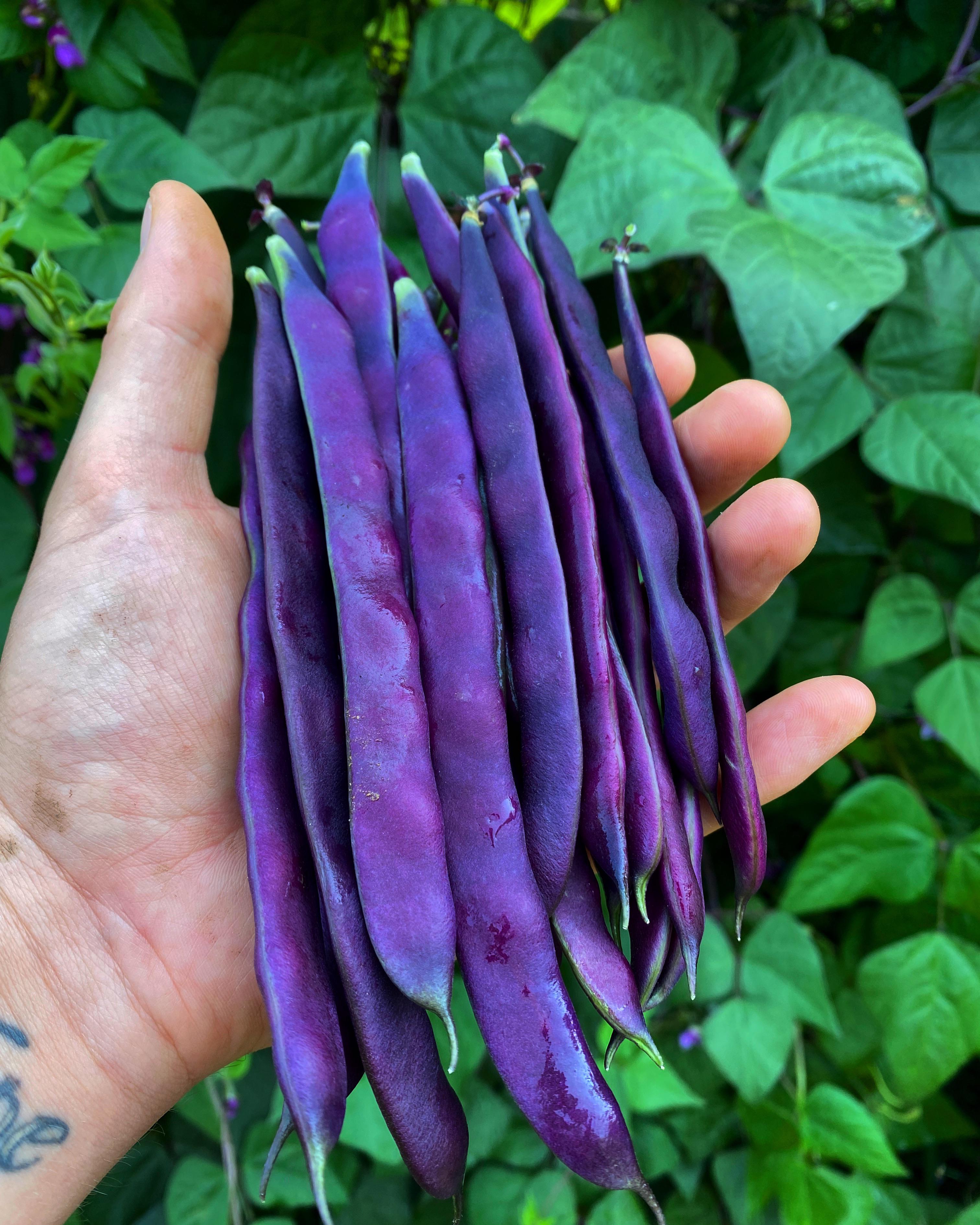 Today I harvested my purple runner beans! r/gardening