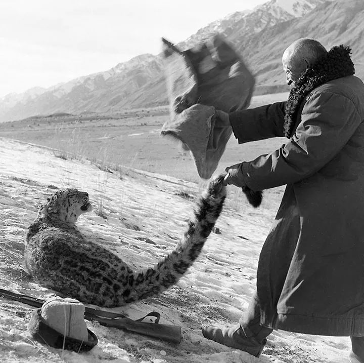 Snow leopard hunting in Kirghizia, Photo by Eduard Vilchinsky, USSR