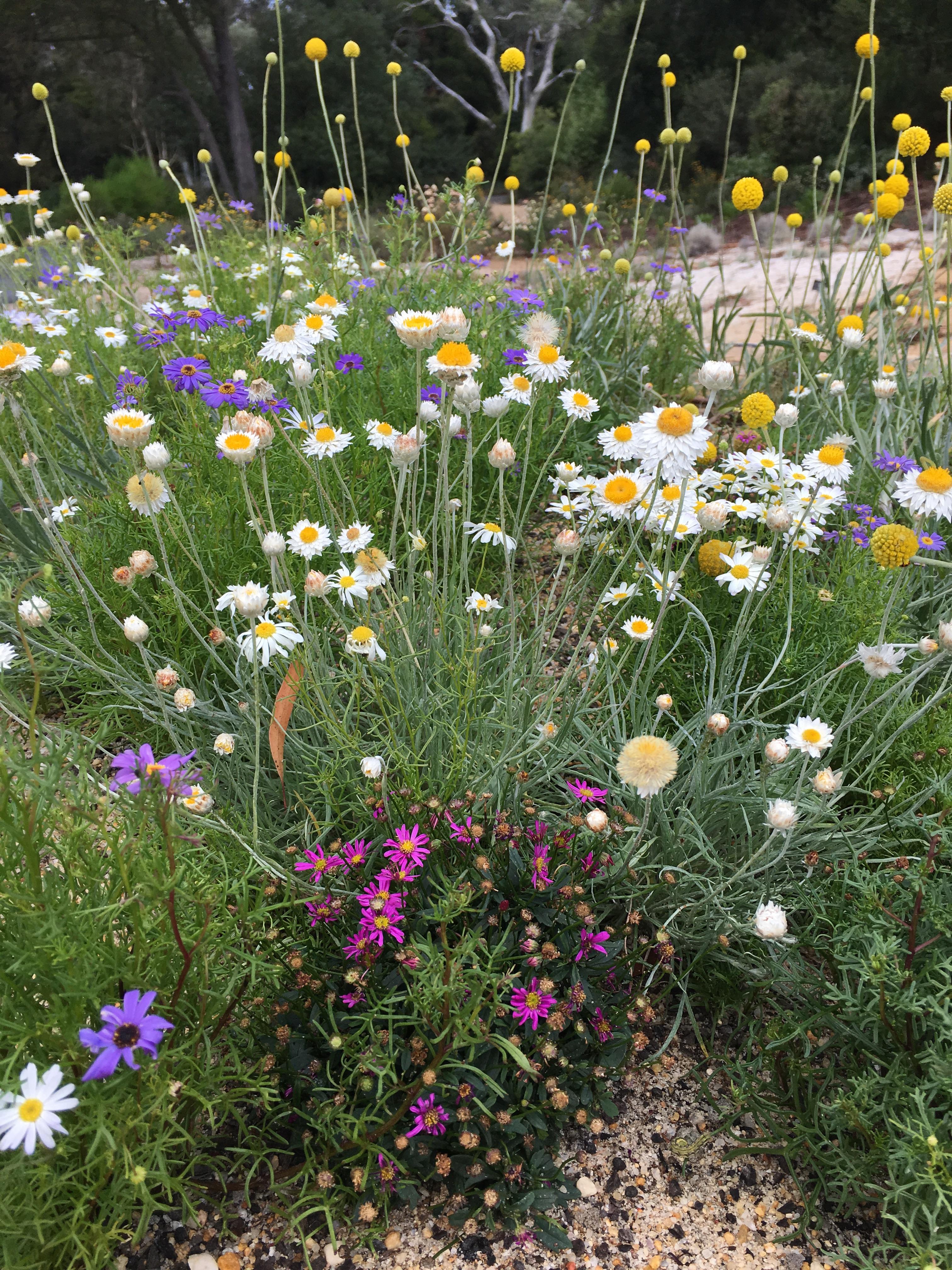 An array of daisies. Botanic Gardens, Canberra australianplants