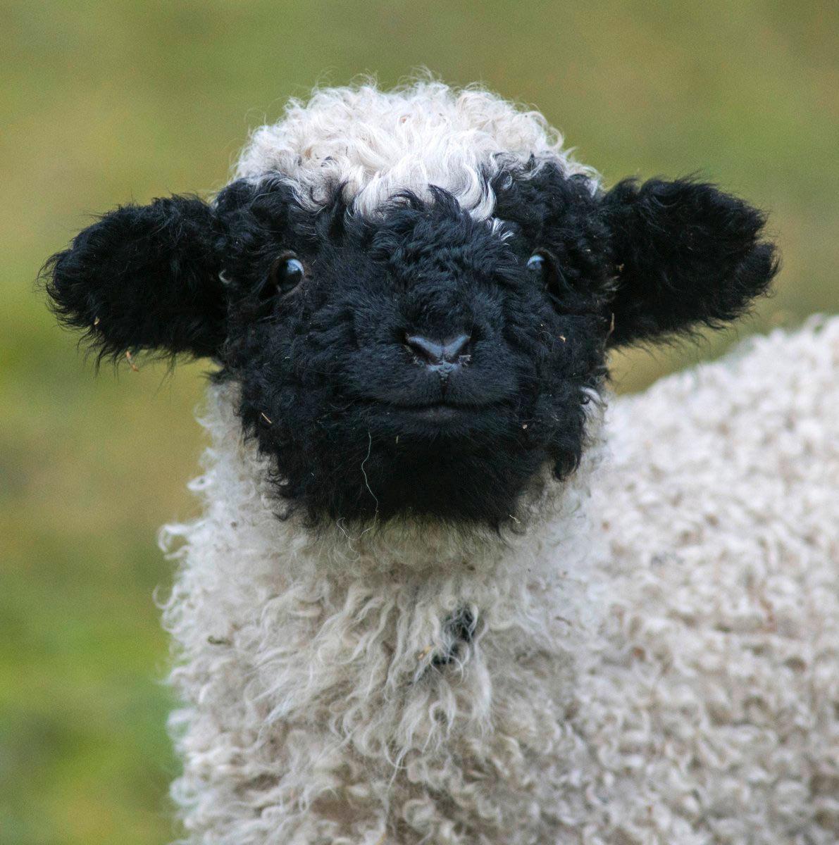 just a Valais Blacknose Sheep smiling back at you r/aww