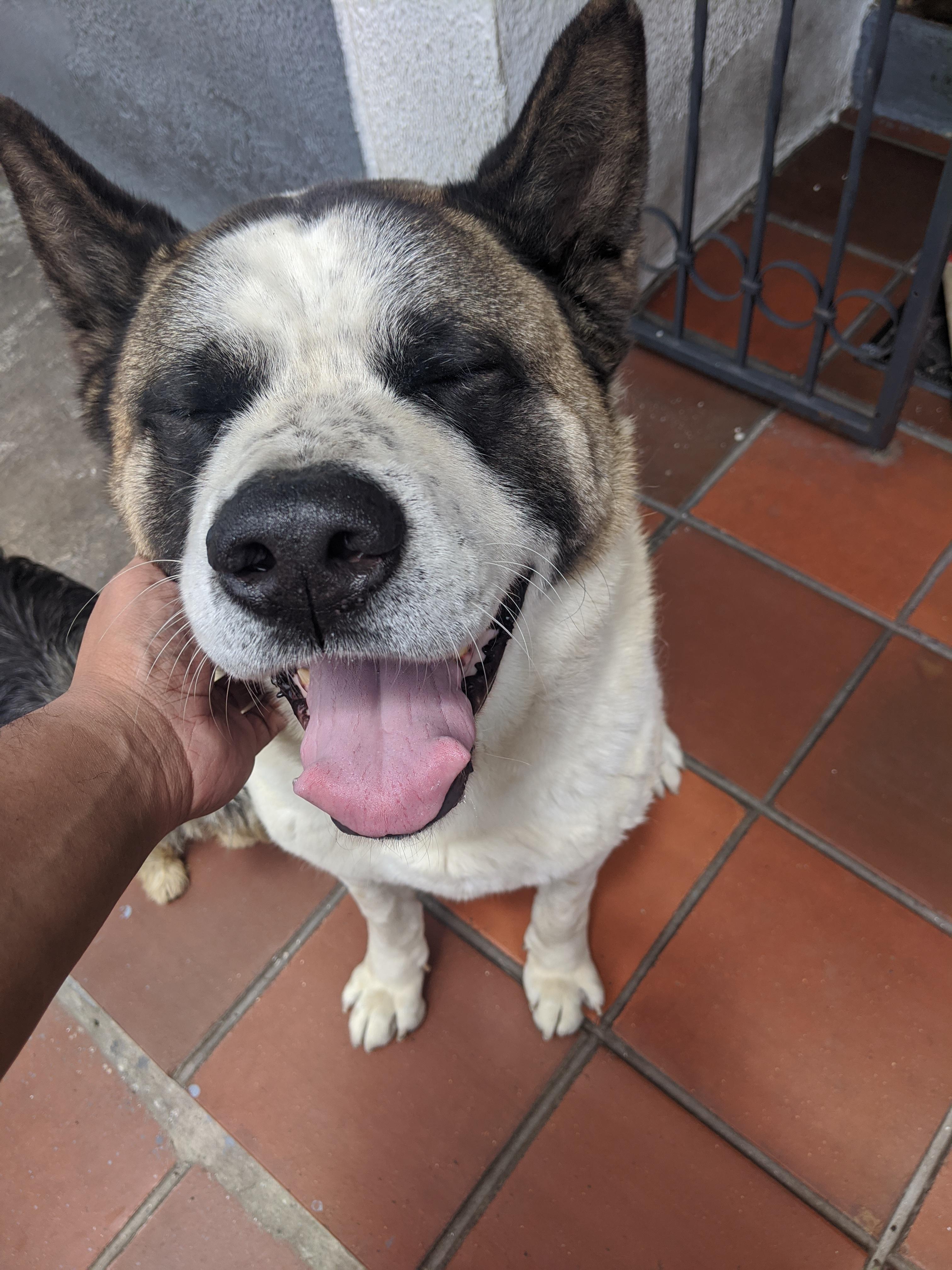 Happy during quarantine r/akita