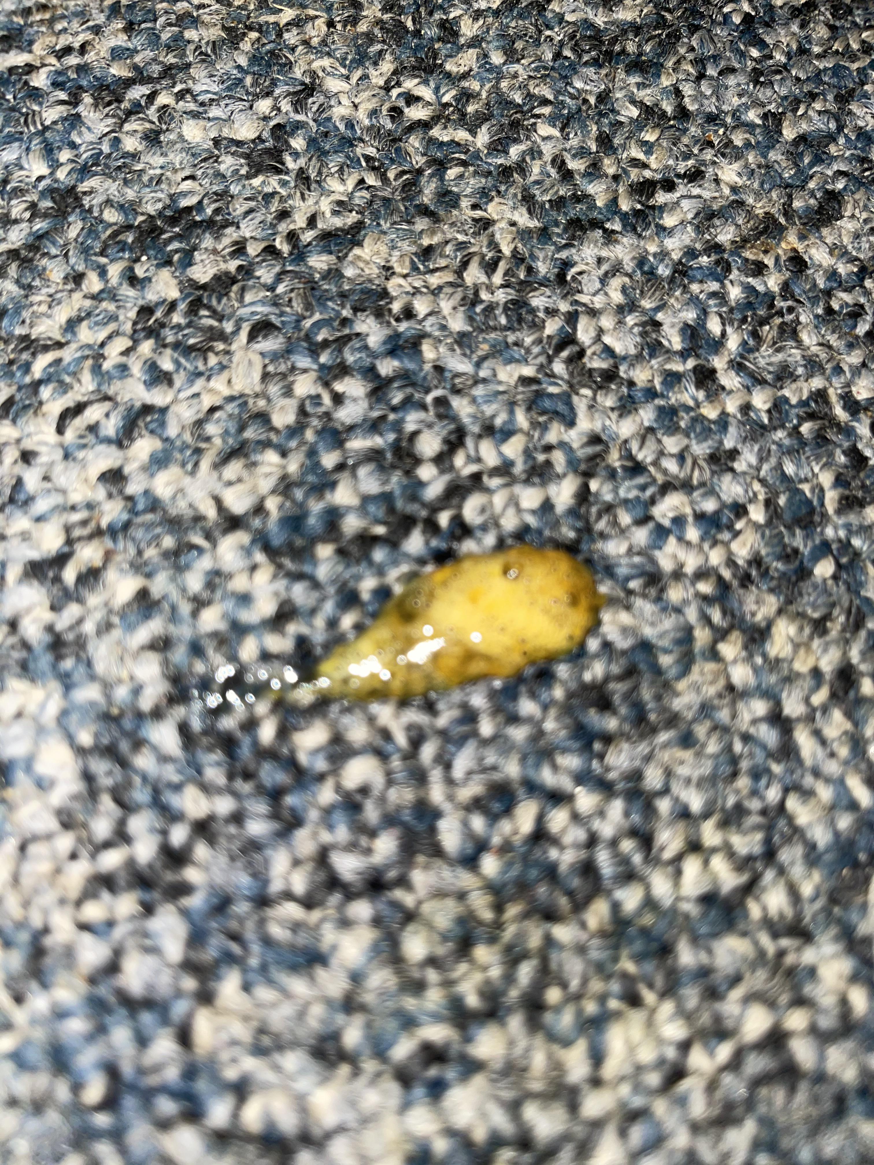 Please help! My ferret poop was like this and he doesn’t want to eat he only eats a little bit