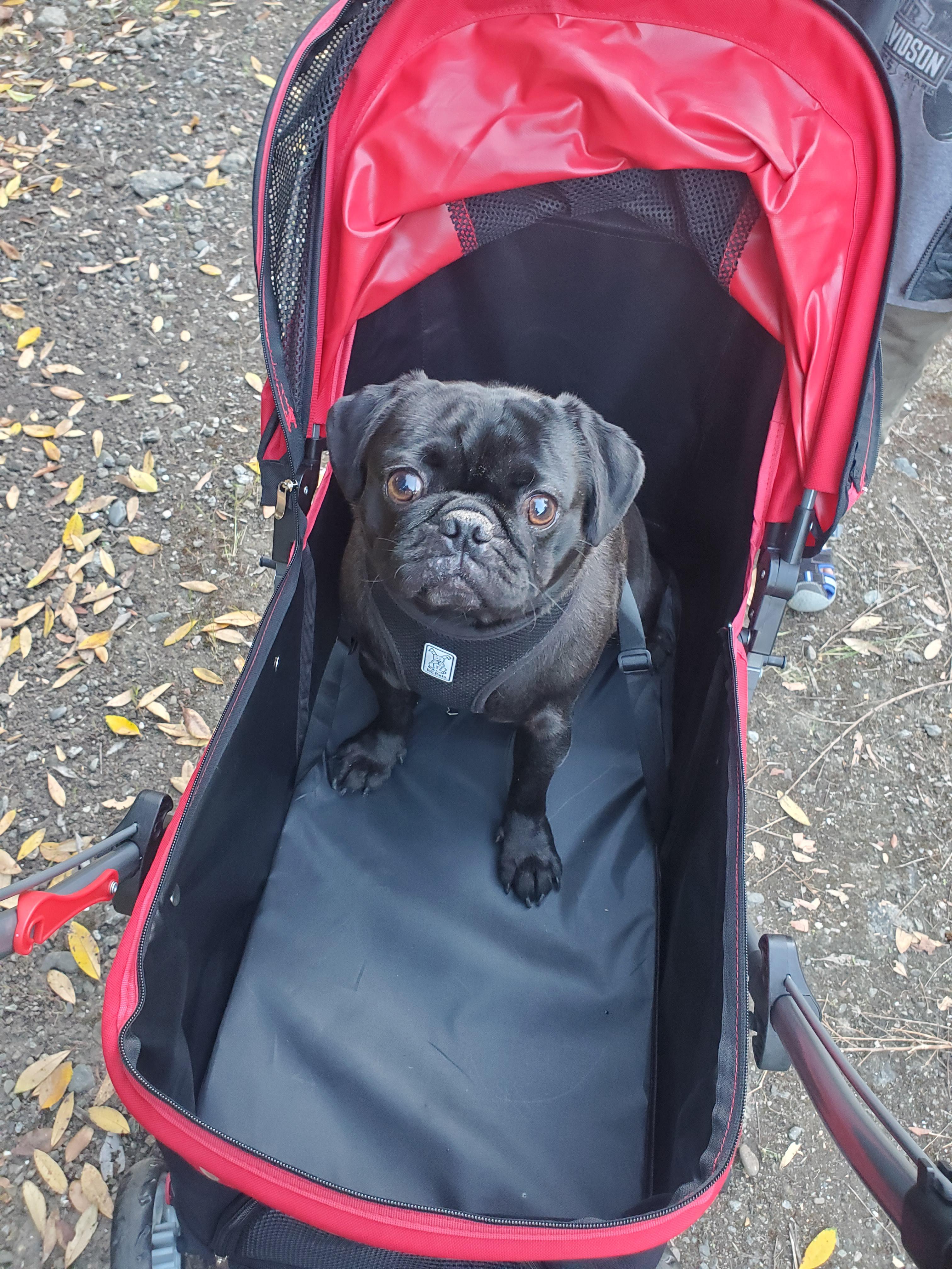 Yes, we had to get him a stroller. Because when he is done, he is D O N