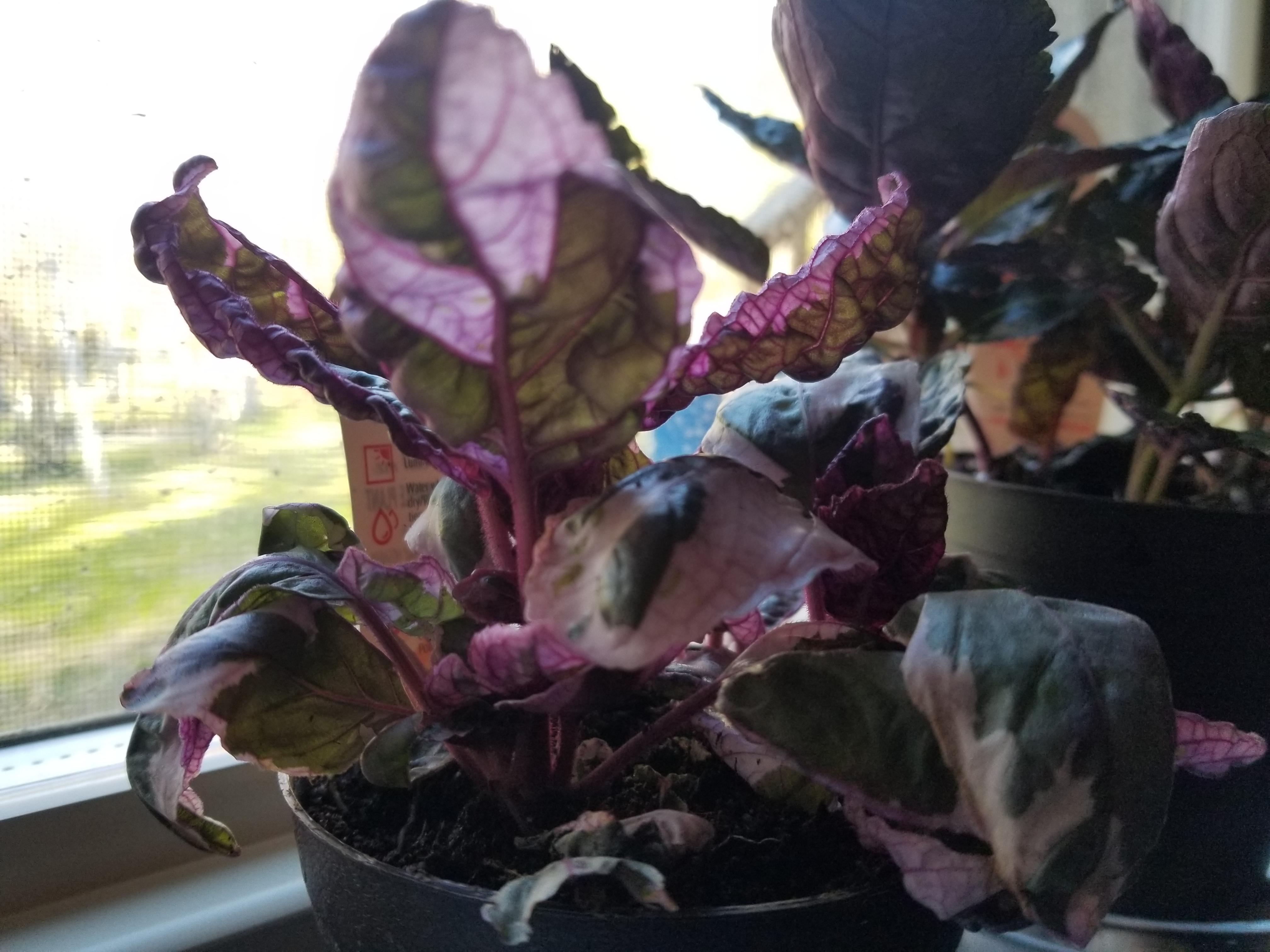 I got a snow white purple waffle plant that has some droopy leaves and