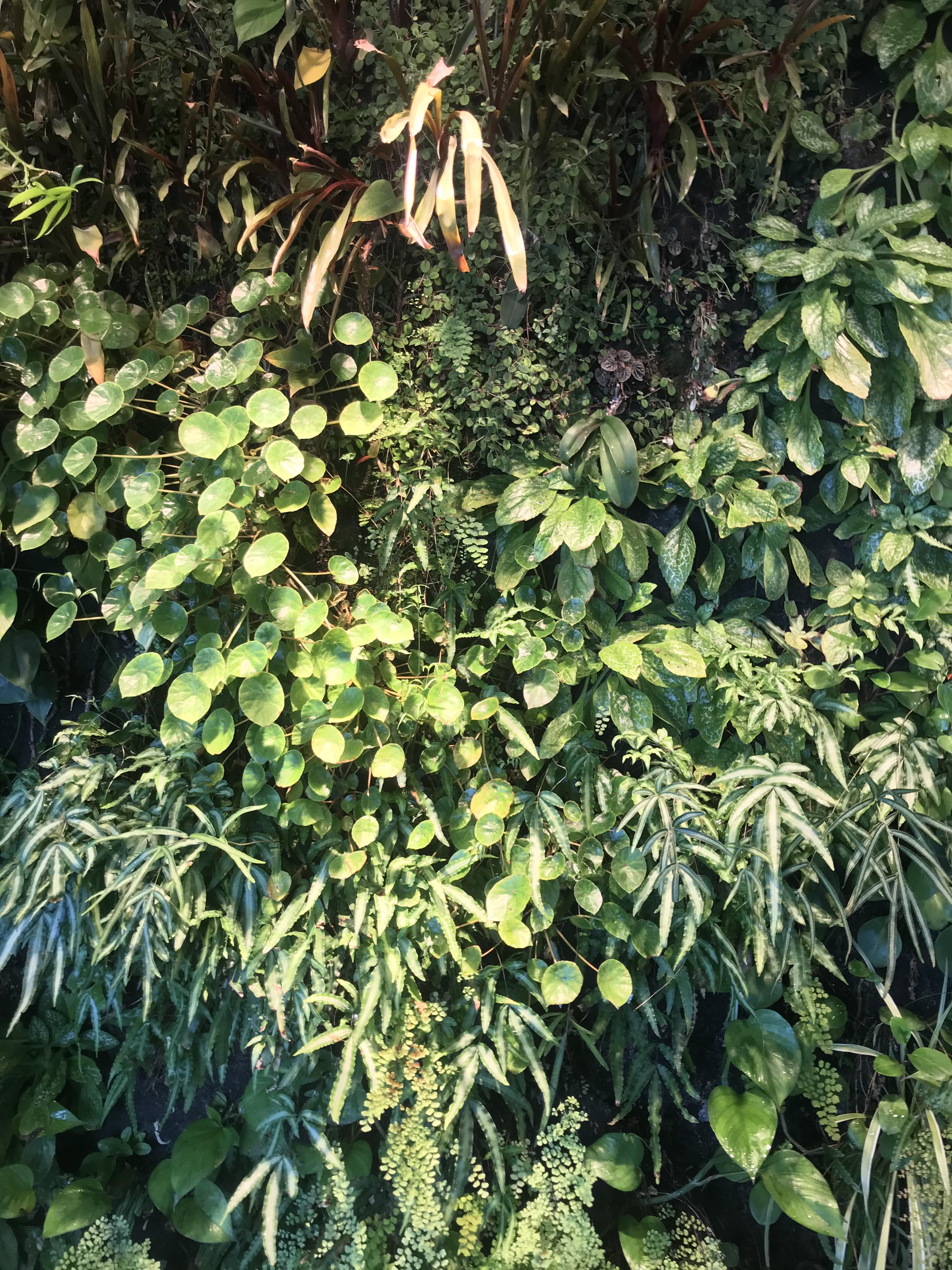 Plant Wall r/iWallpaper