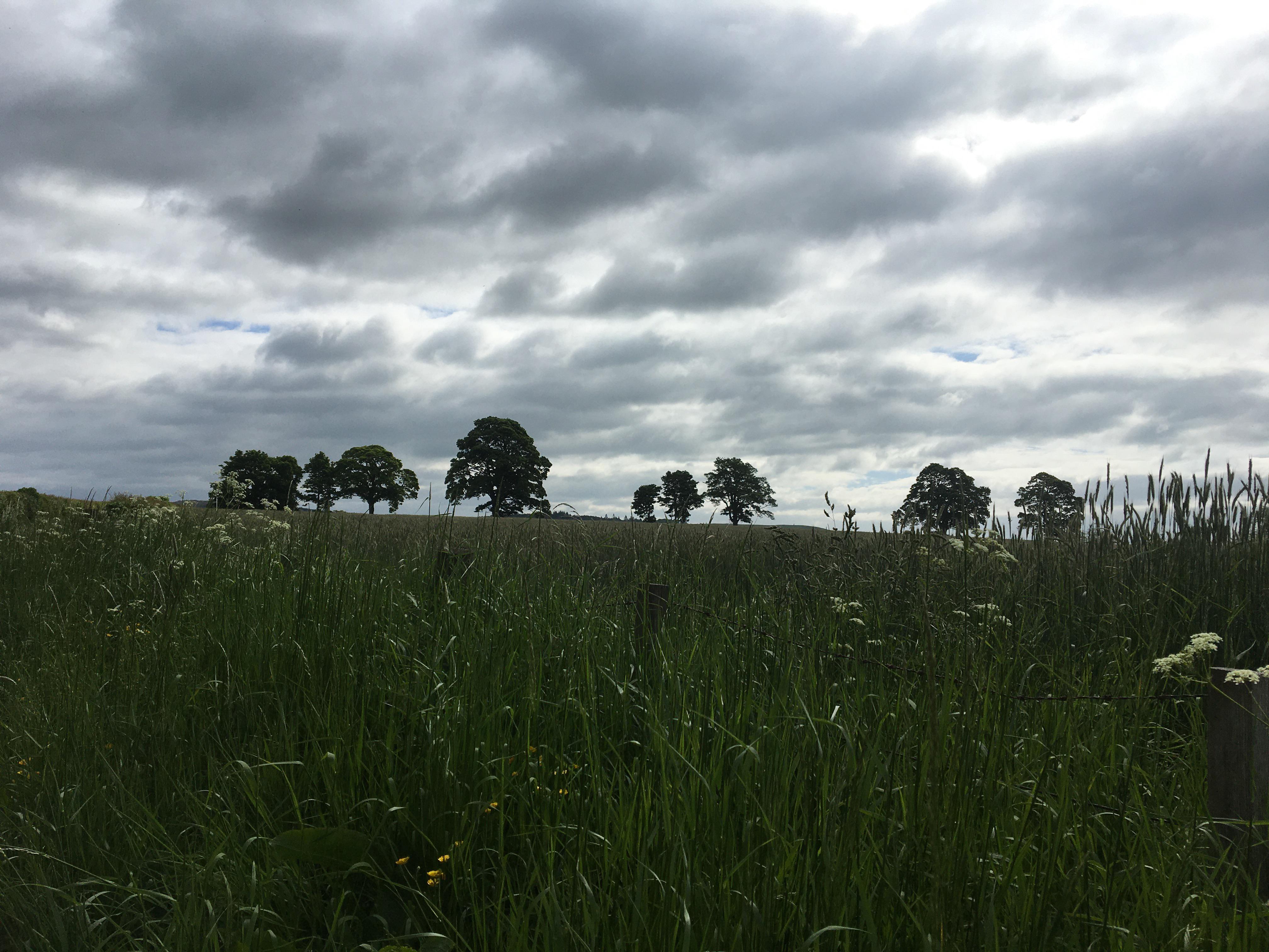 Row of trees near Newstead, Scottish Borders. r/britpics