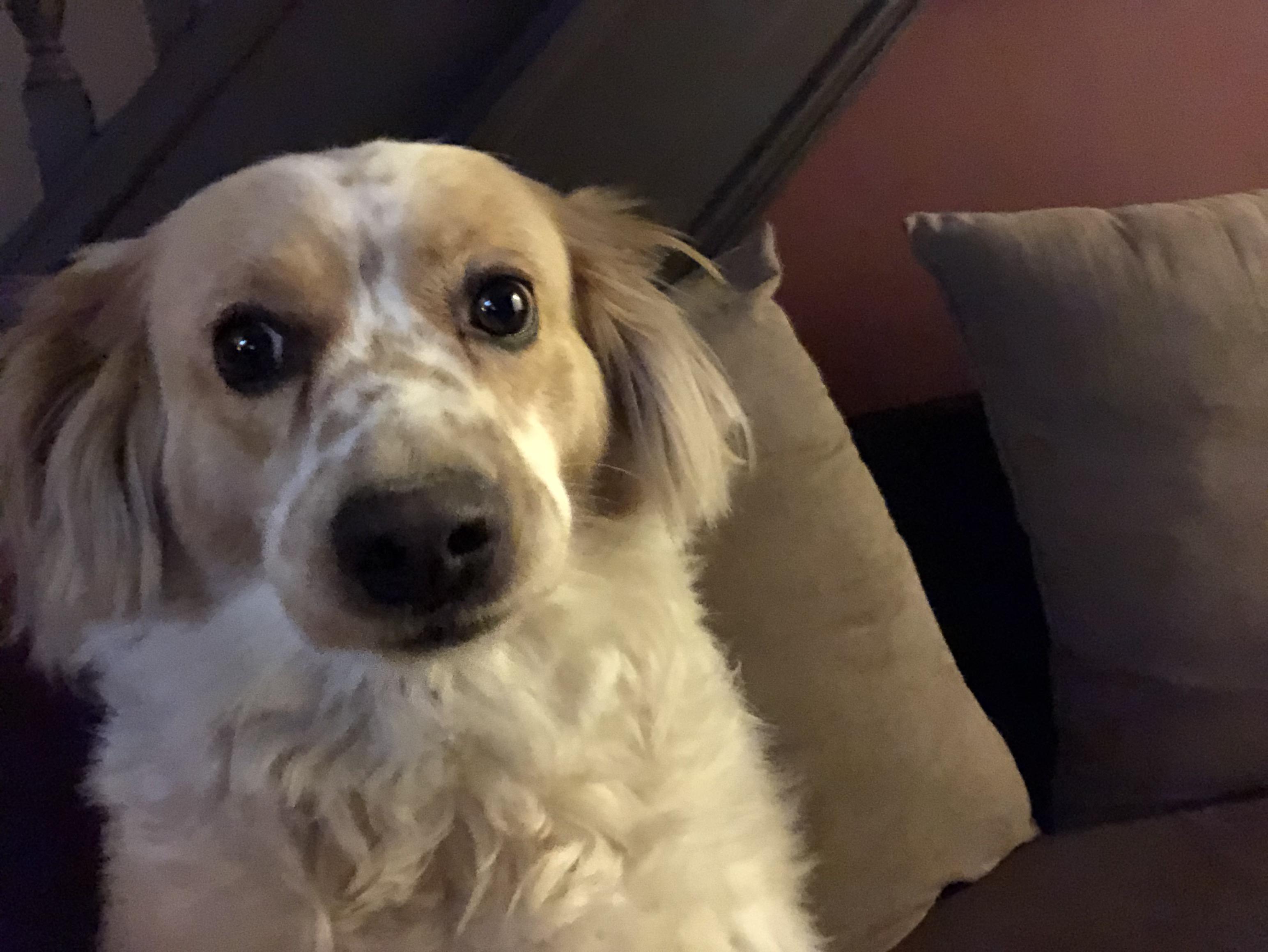 Reddit, meet my scared dog Rusty aww