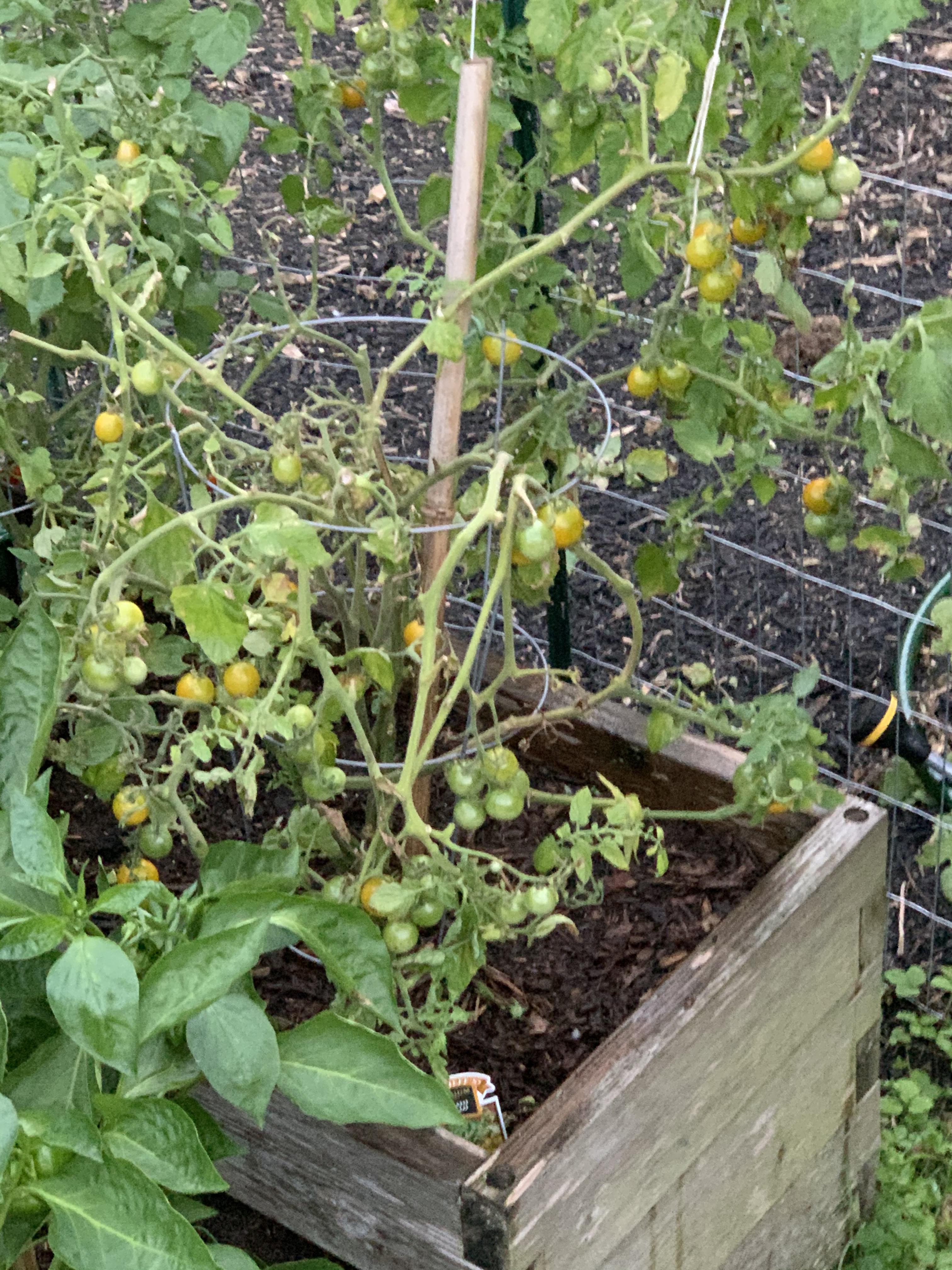Sungold Tomato Container