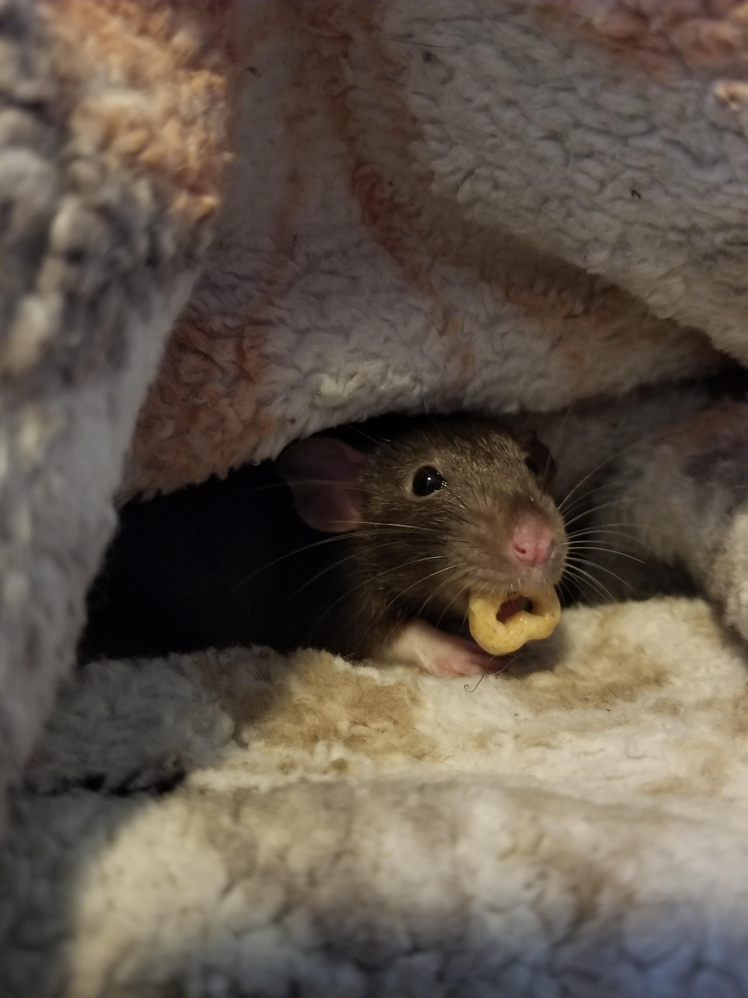 Feeding my rats heart shaped cheerios may be the sweetest thing I've