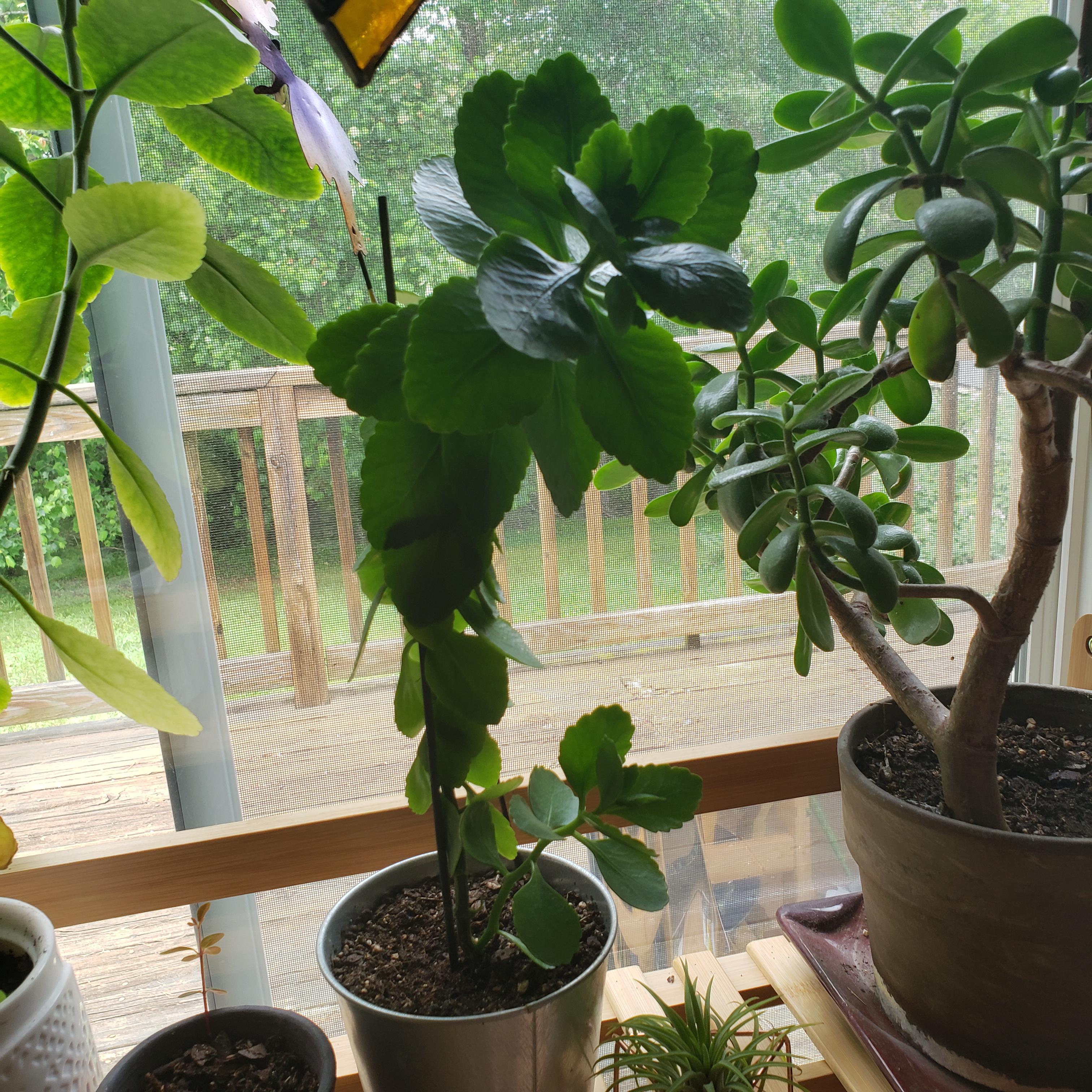 This kalanchoe has amazing vertical growth but it hasn't rebloomed in 2