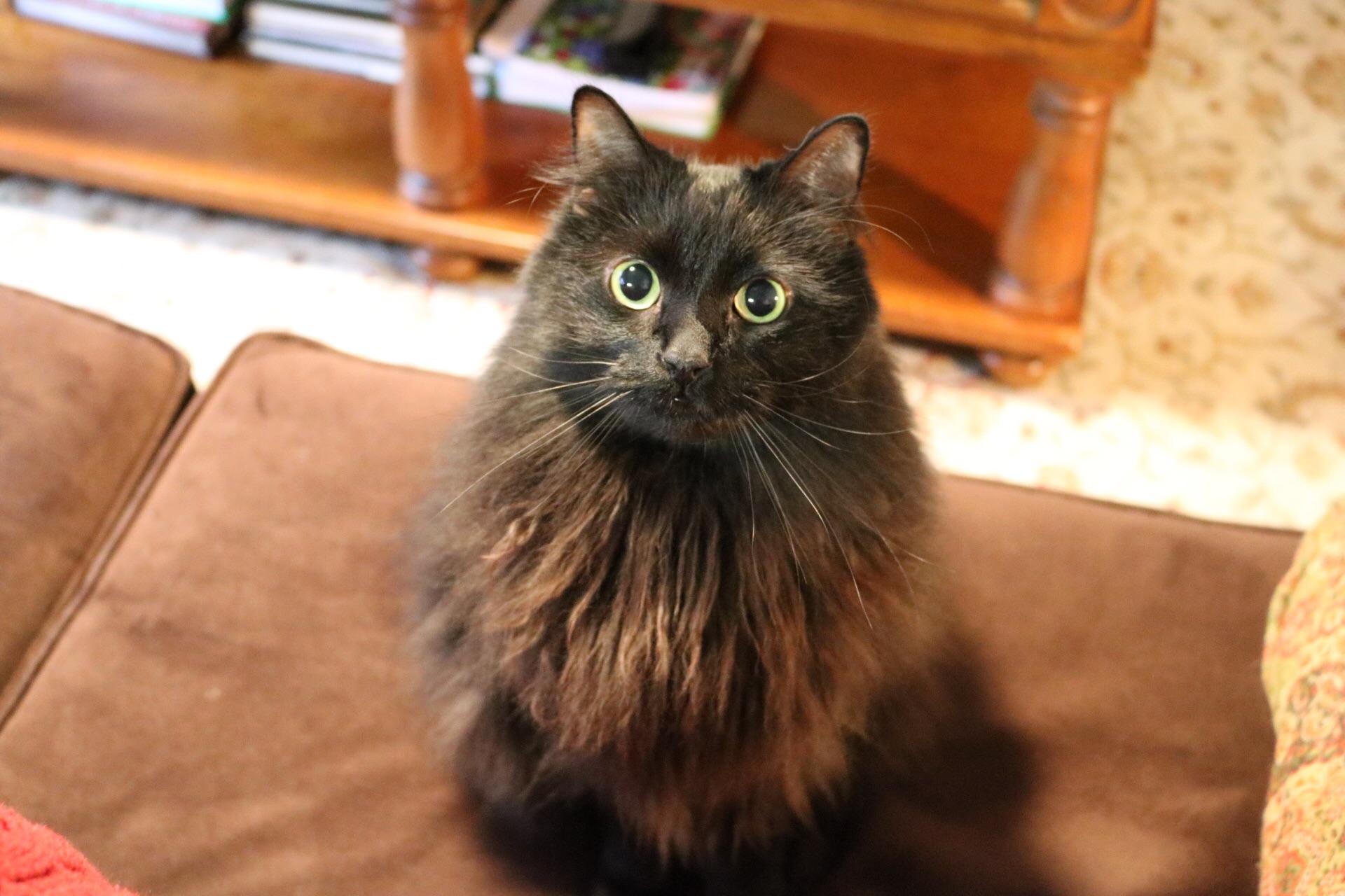 The most regal kitty of them all. r/blackcats